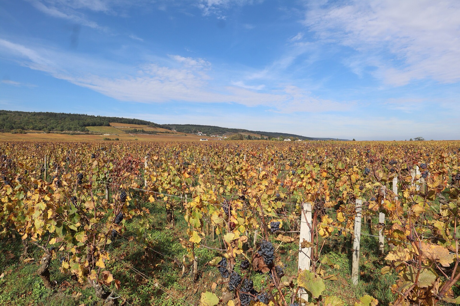 Chambolle-Musigny
