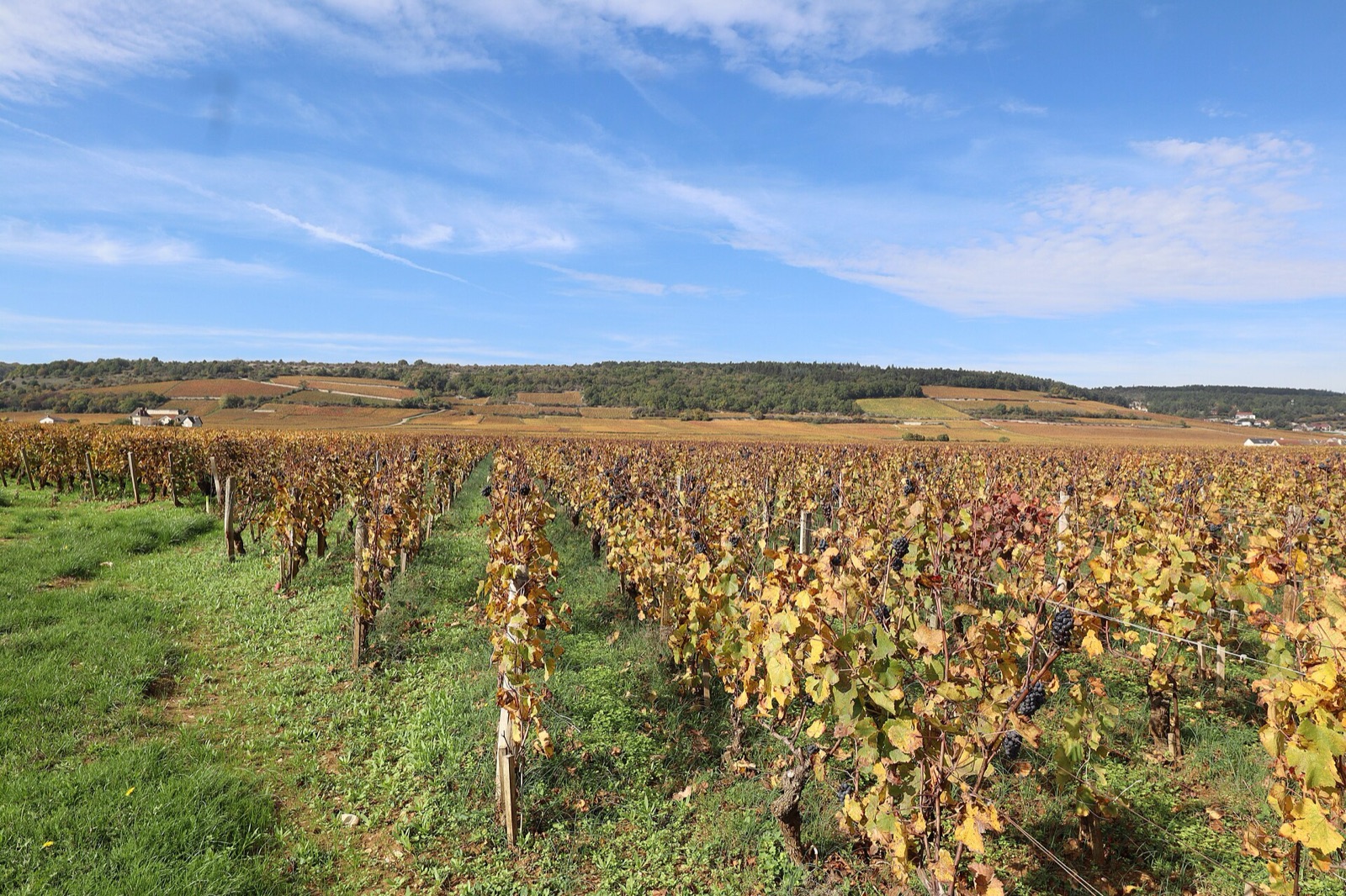 Chambolle-Musigny