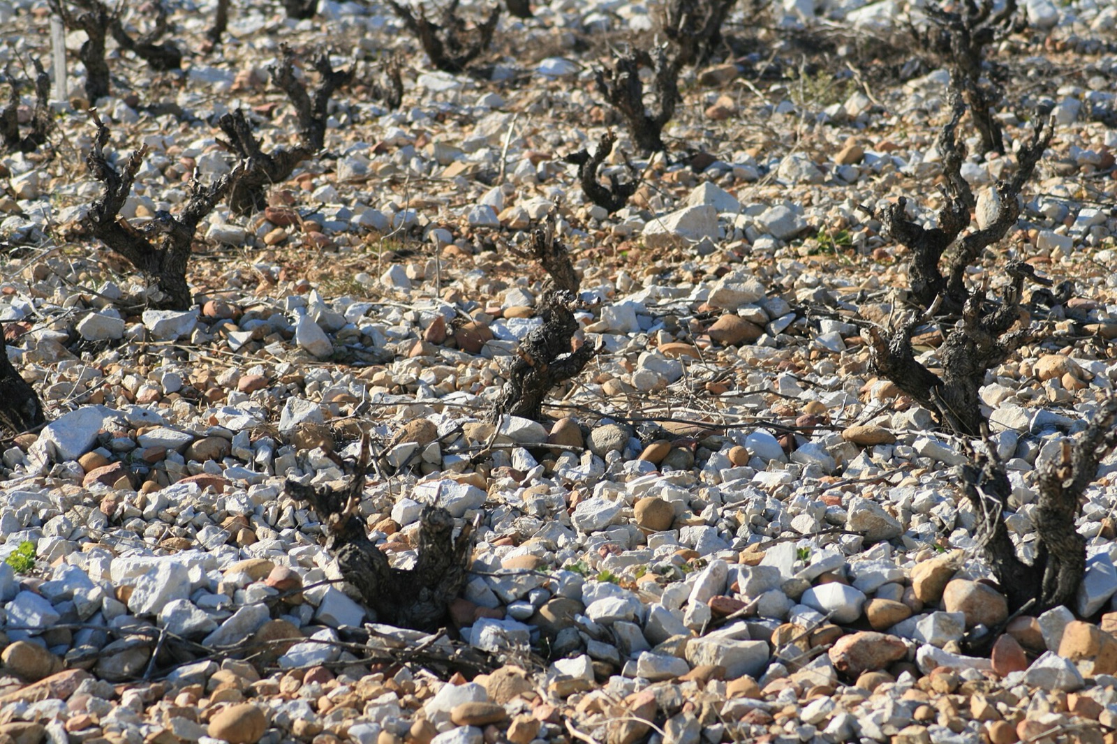 Châteauneuf-du-Pape