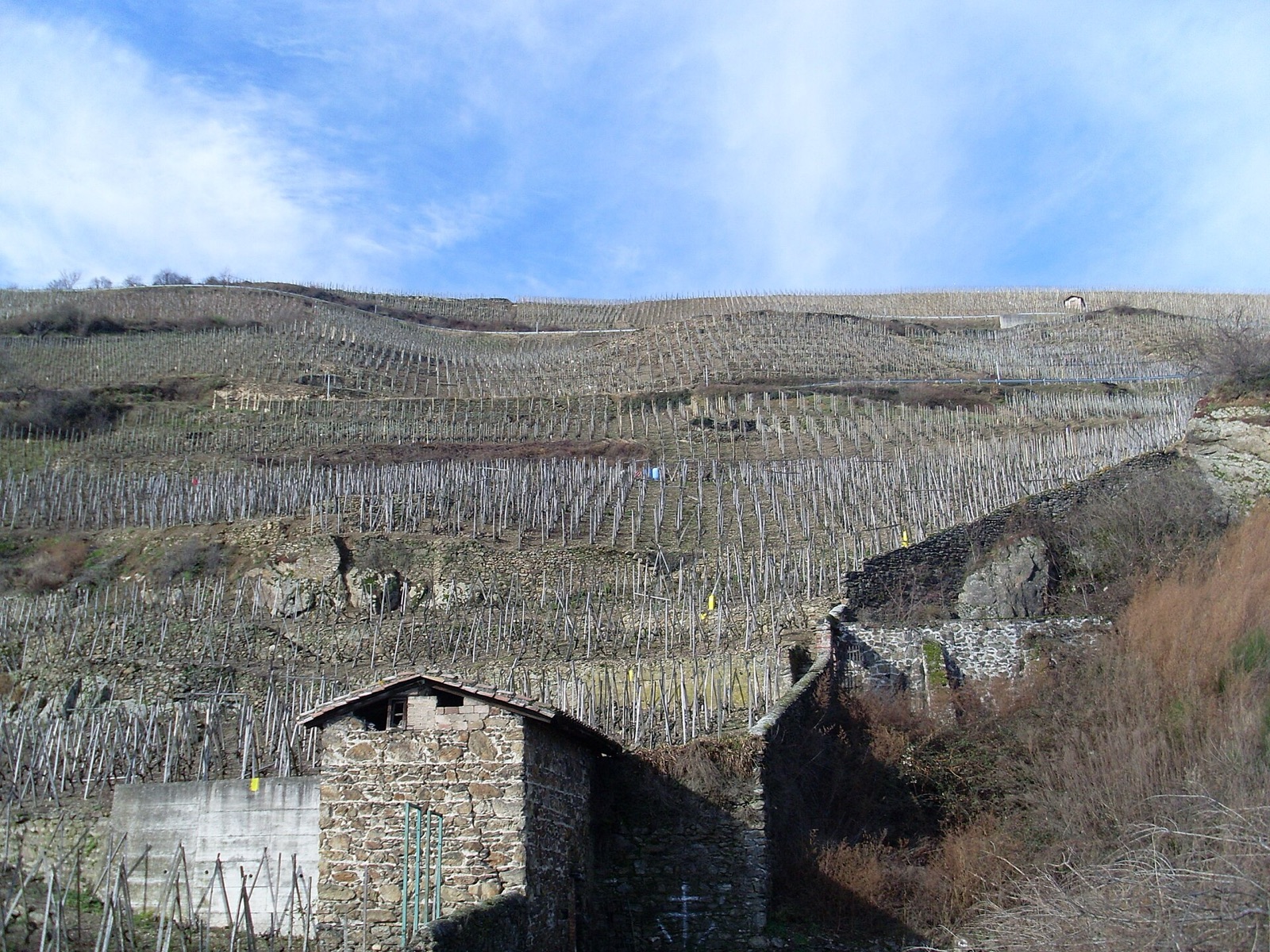 Terraced vineyards of Côte-Rôtie at Ampuis