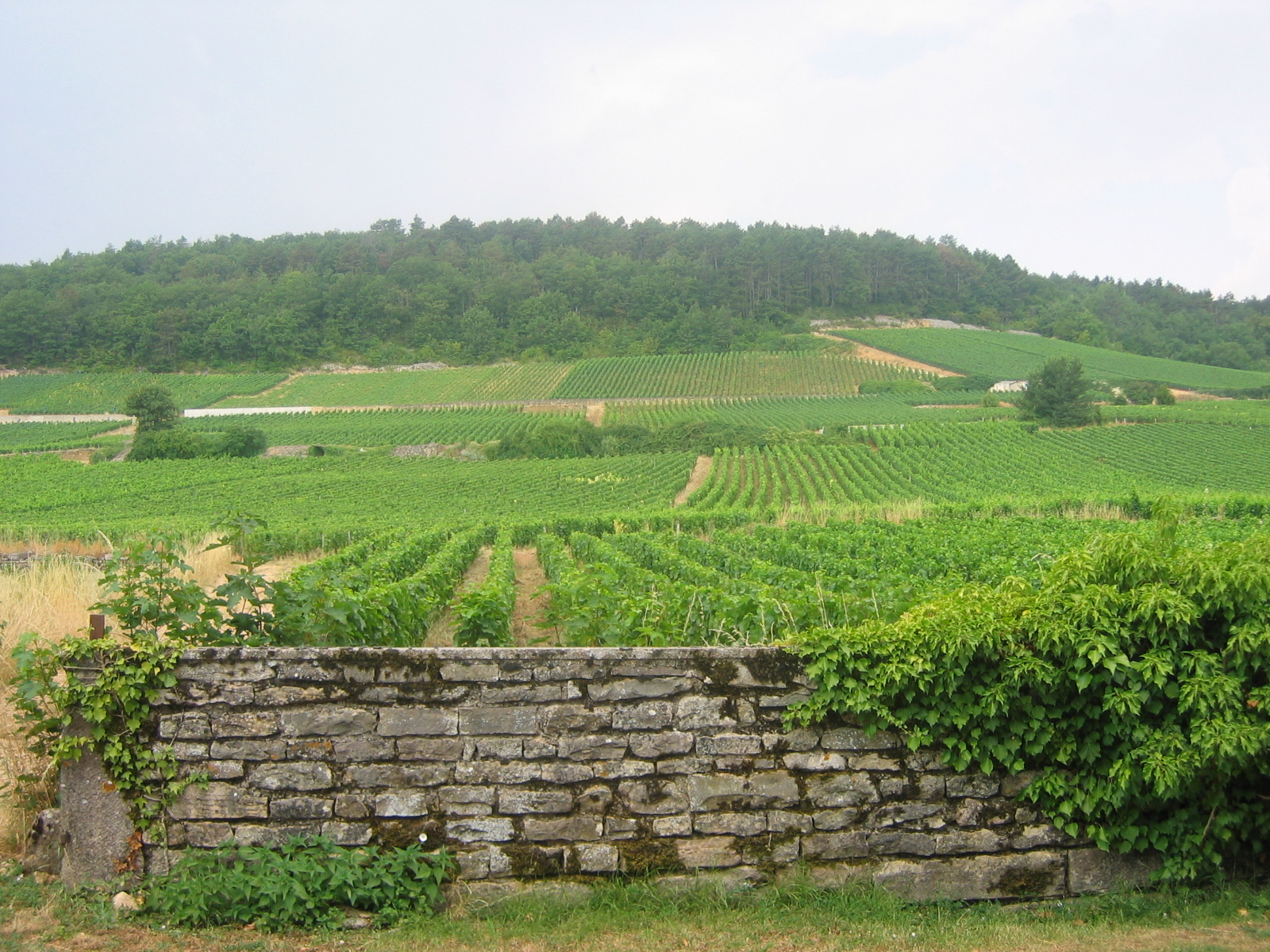 Gevrey-Chambertin