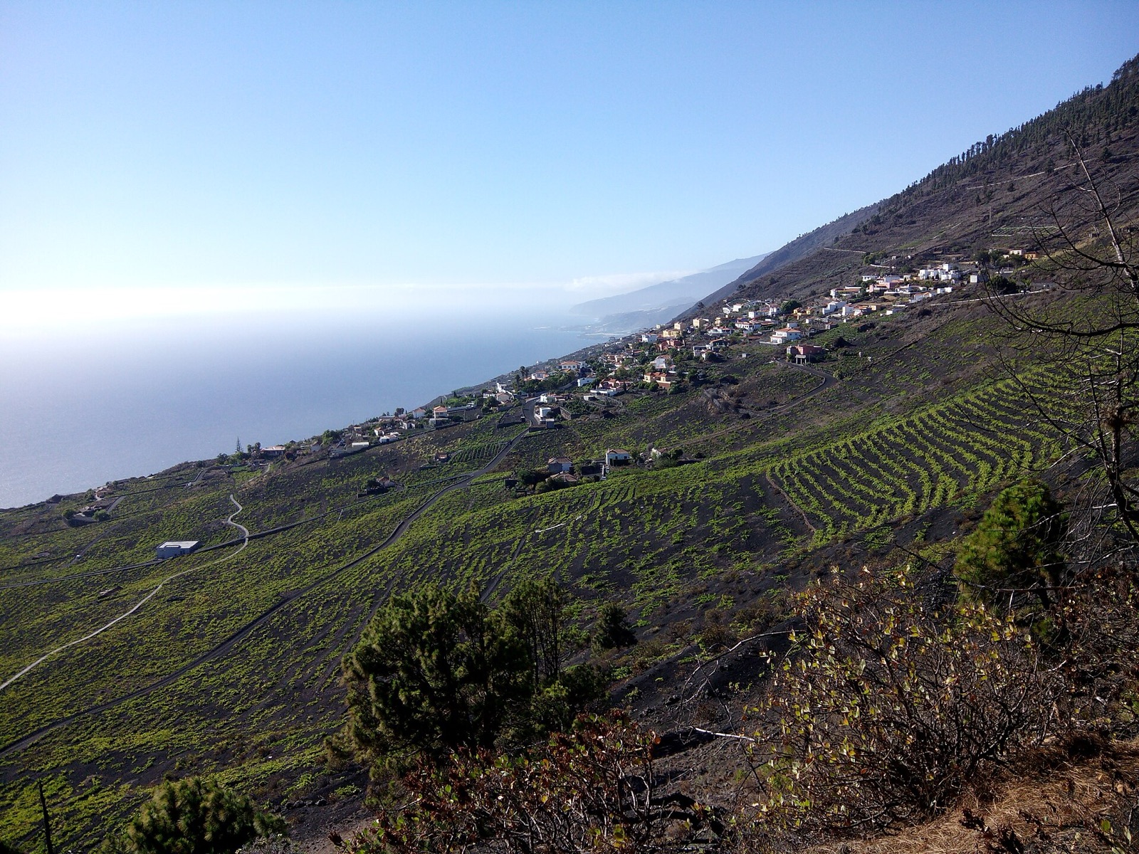 A Spanish vineyard