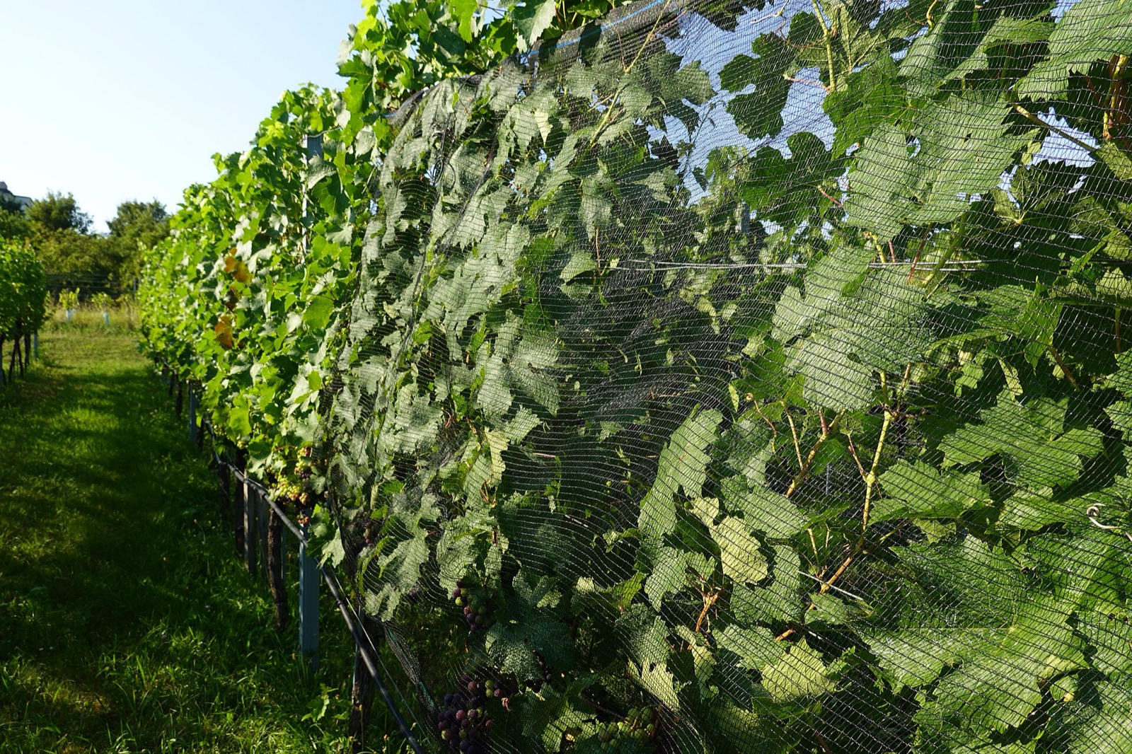 Cabernet Franc grapes