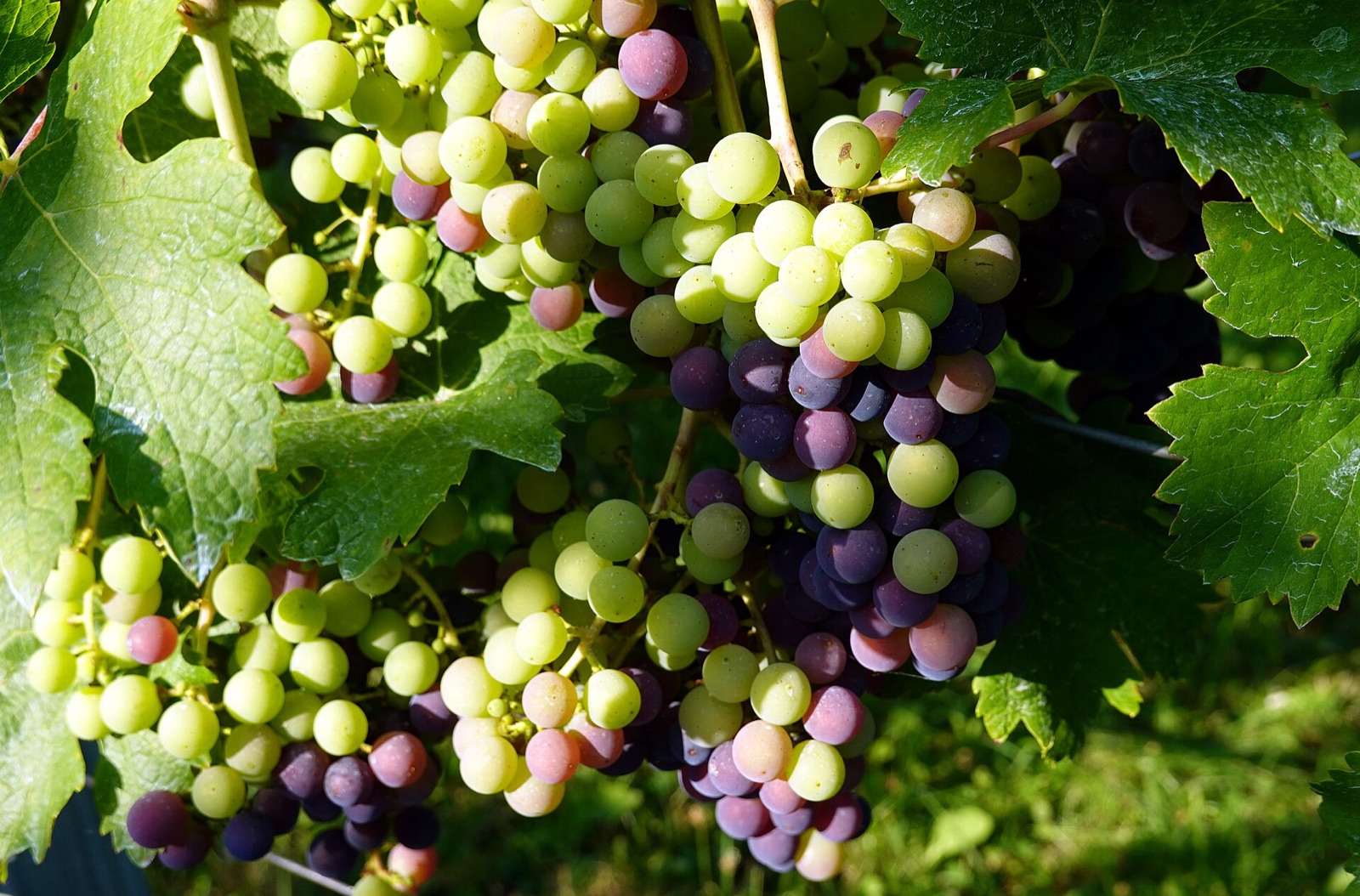 Cabernet Franc grapes