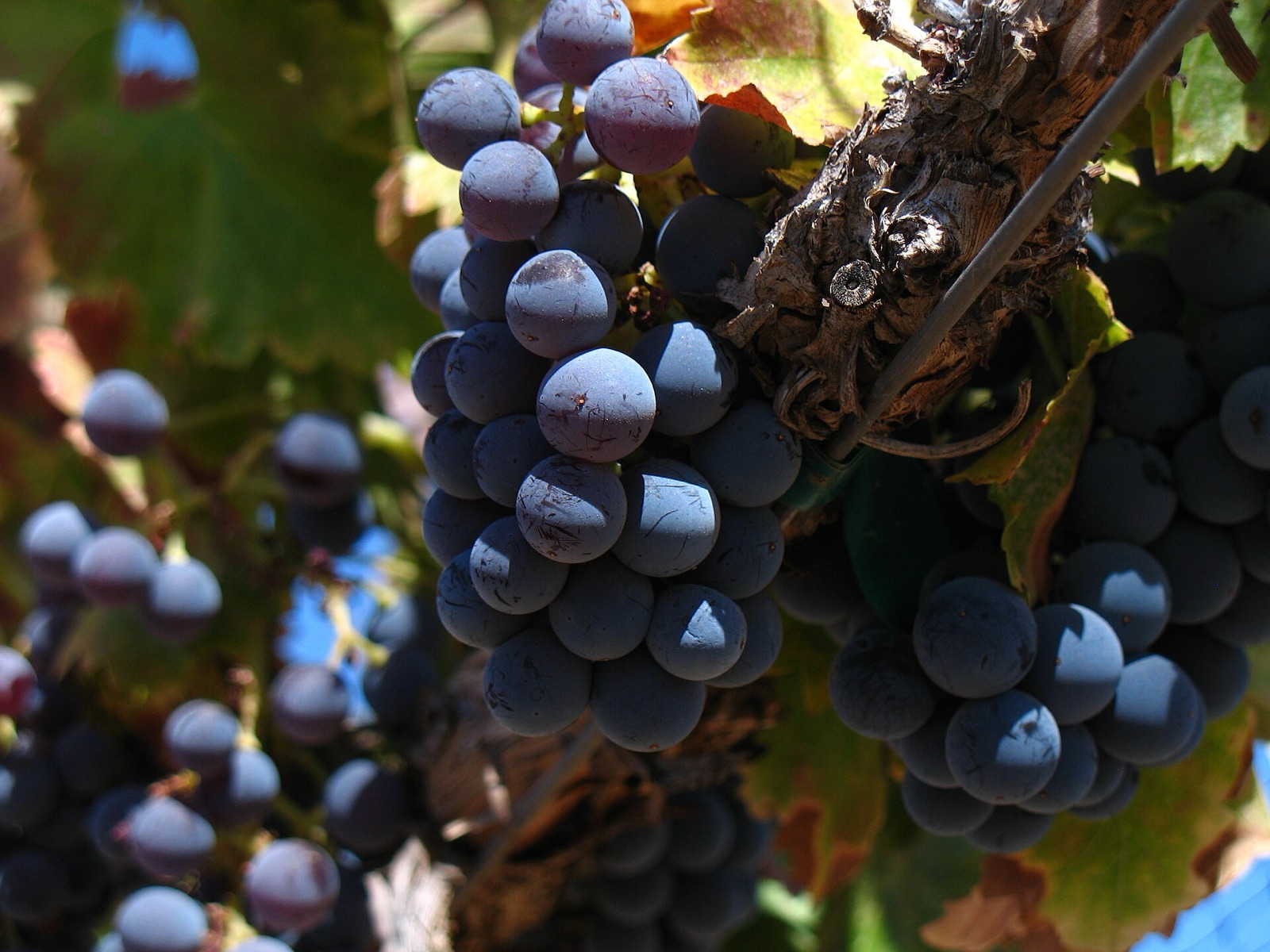 Grenache grapes