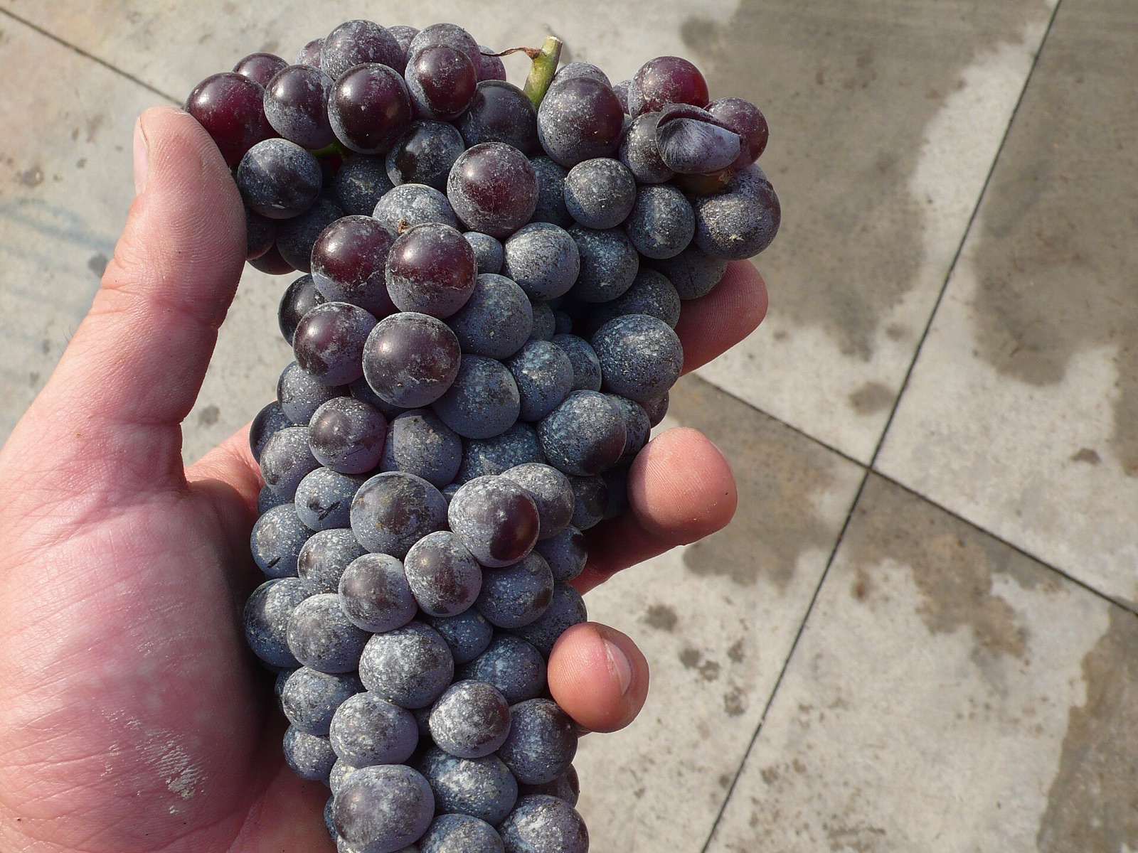 Nebbiolo grapes
