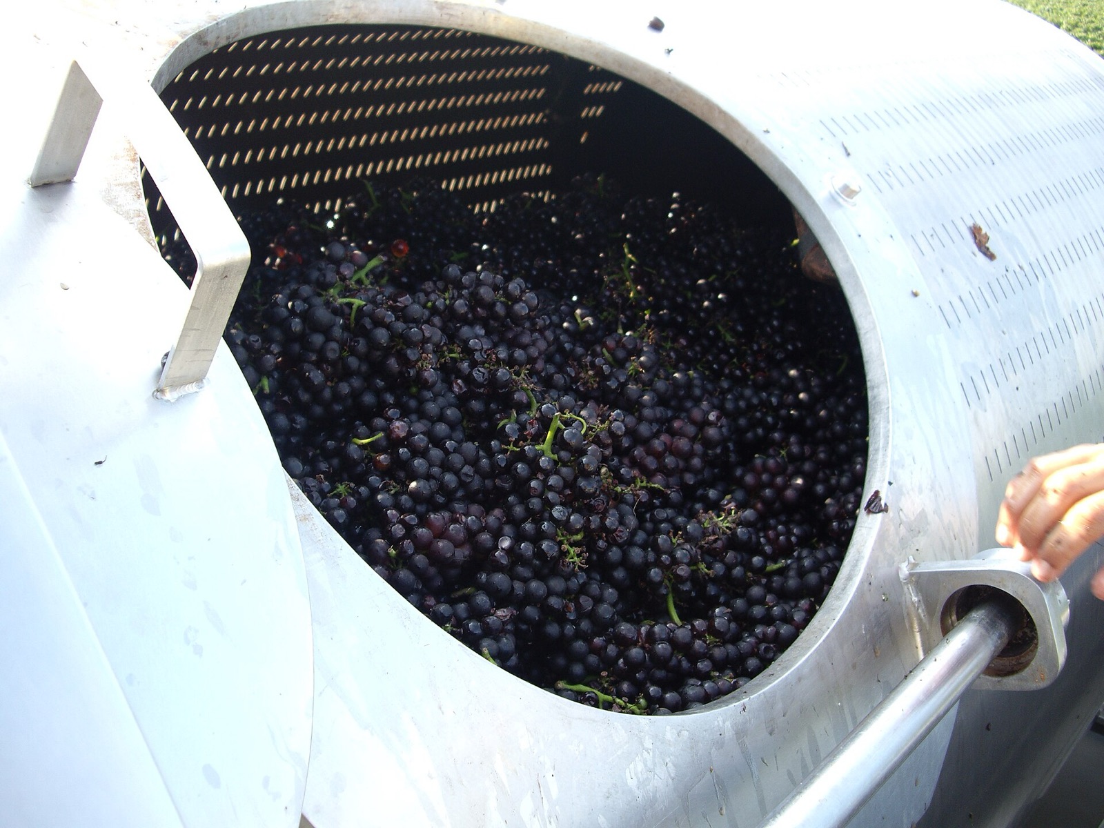 Pinot Noir grapes