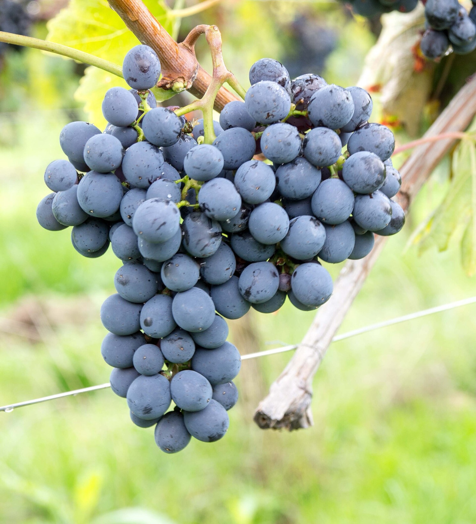 Sangiovese grapes