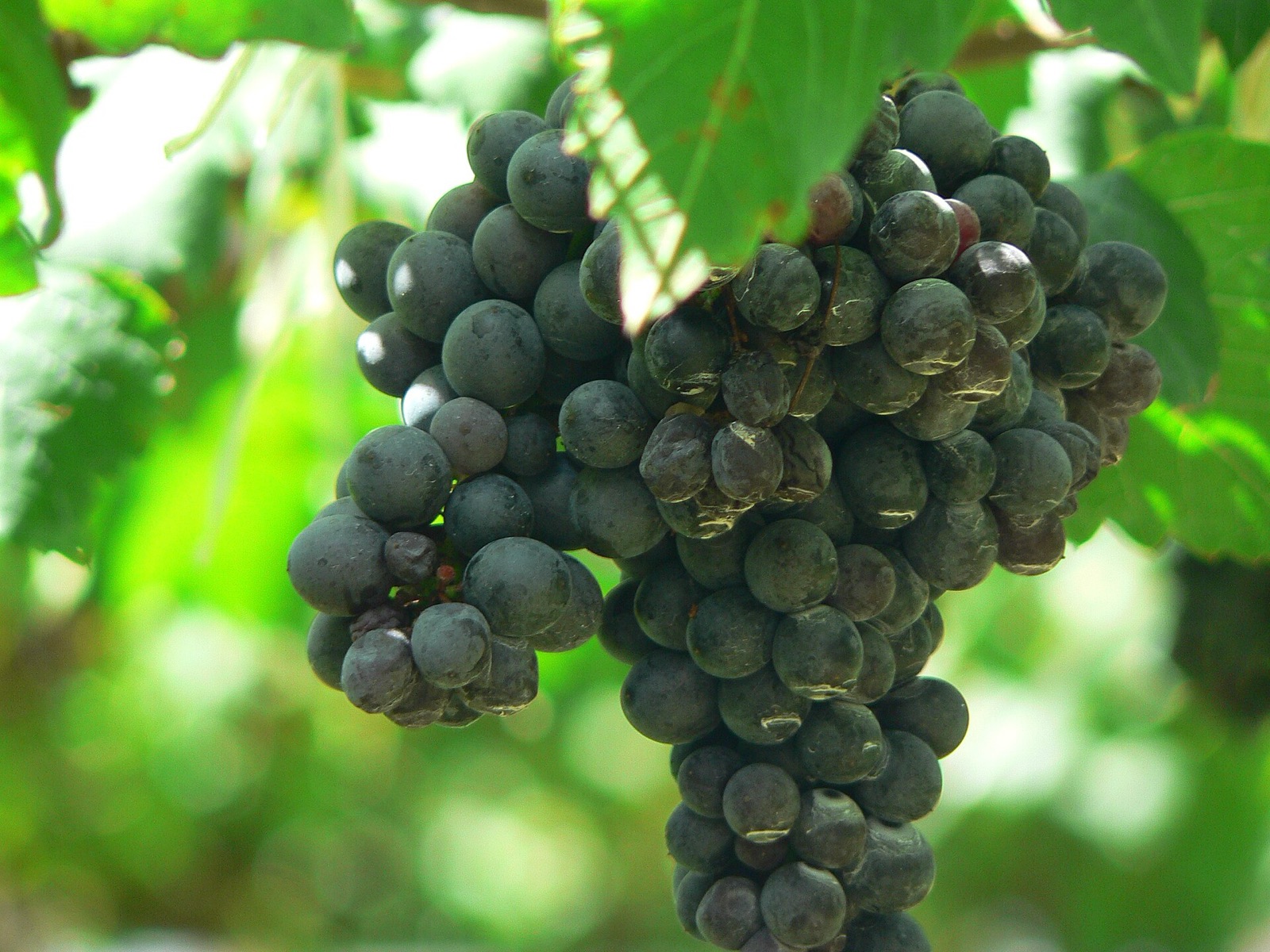 Syrah grapes