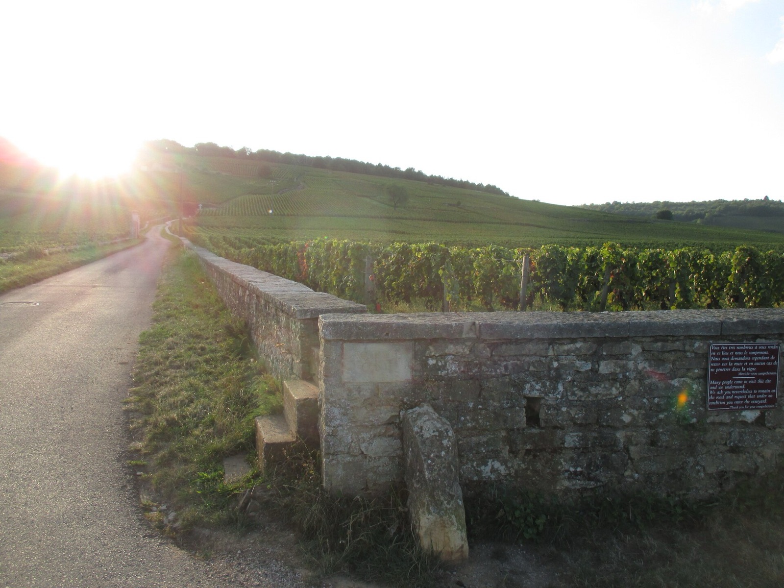 The Romanée-Conti vineyard