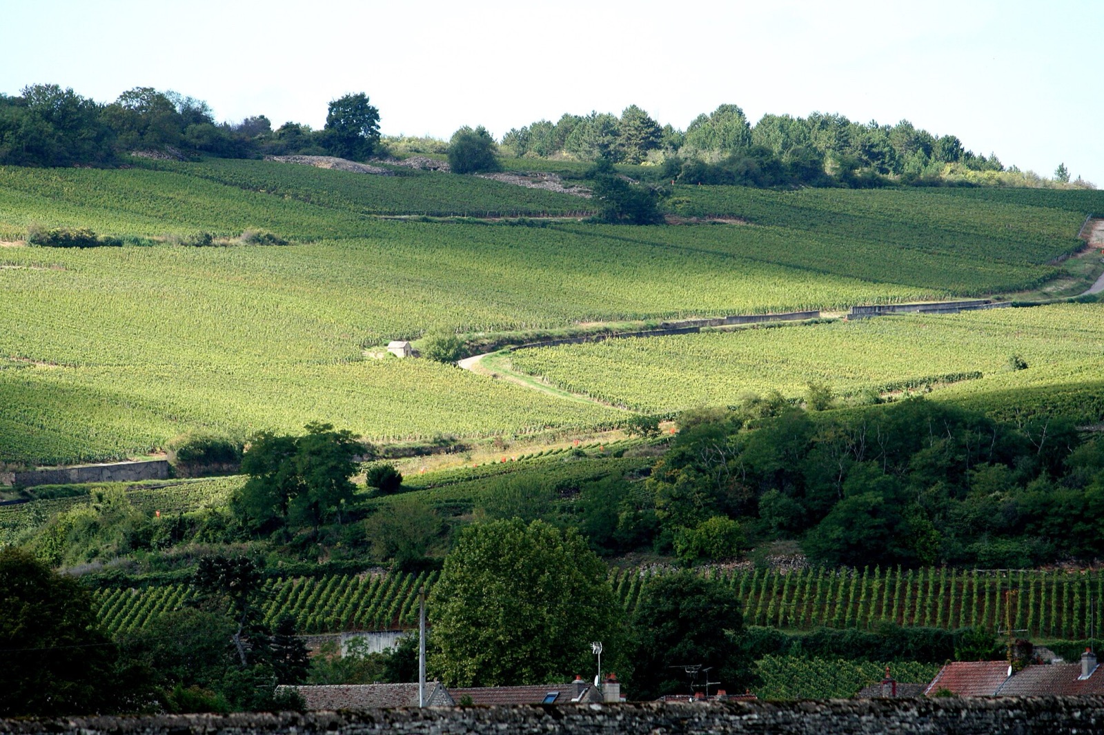 Vineyards of the Côte d'Or