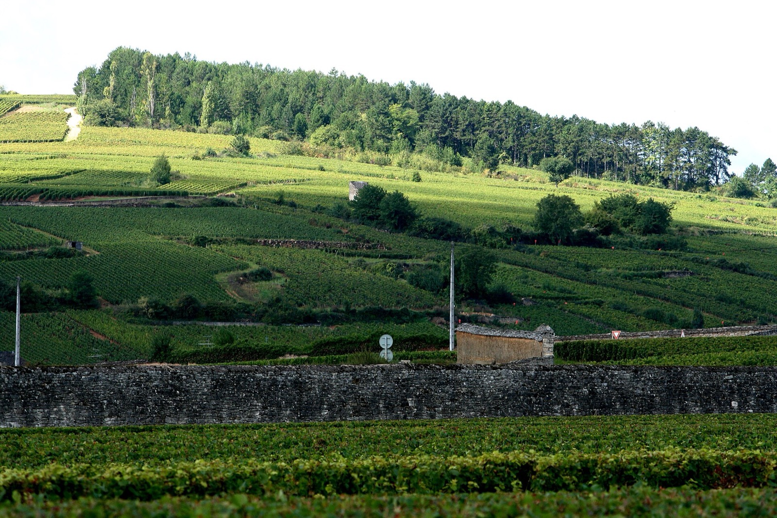 Vineyards of the Côte d'Or