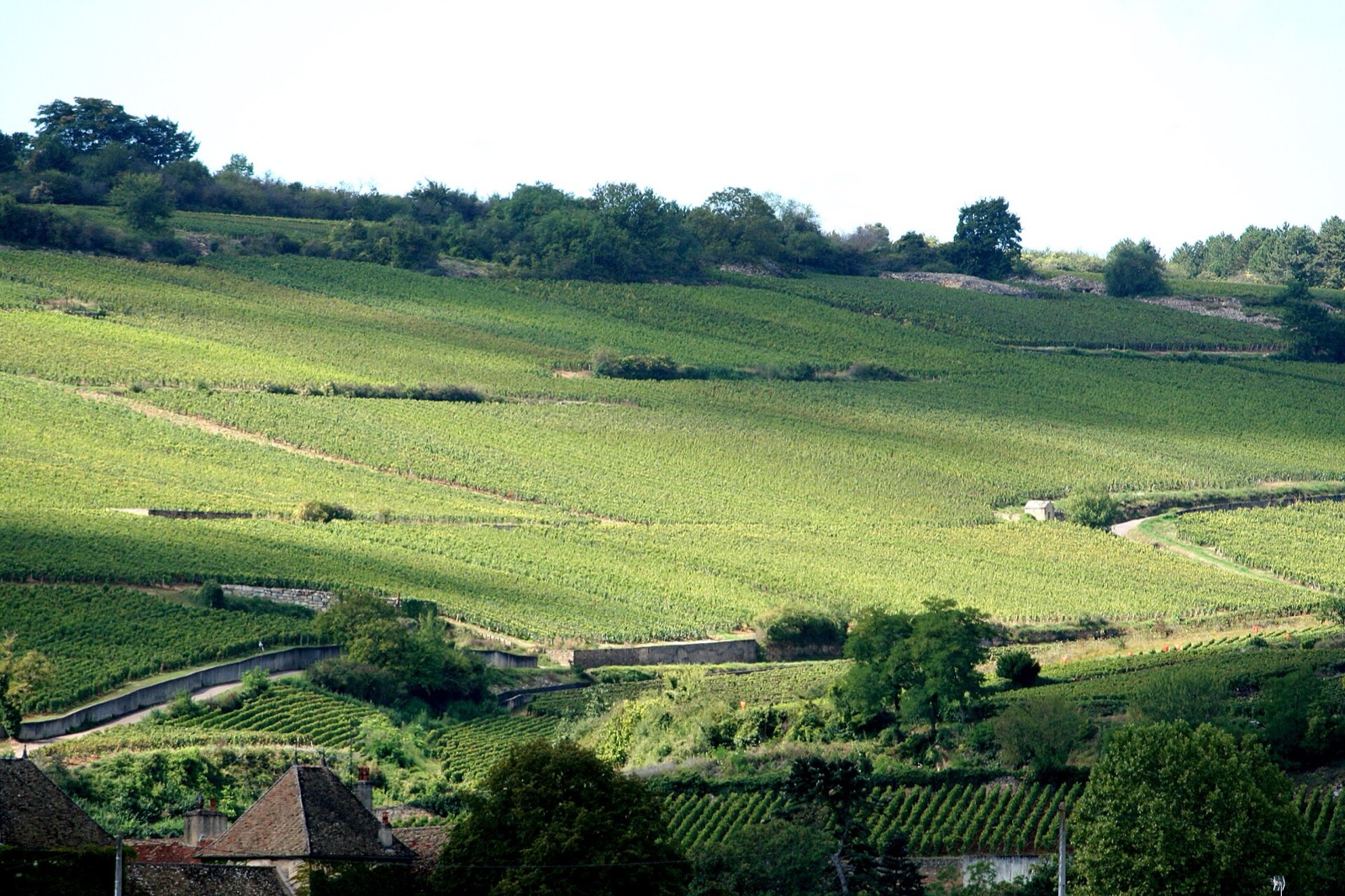 Vineyards of the Côte d'Or