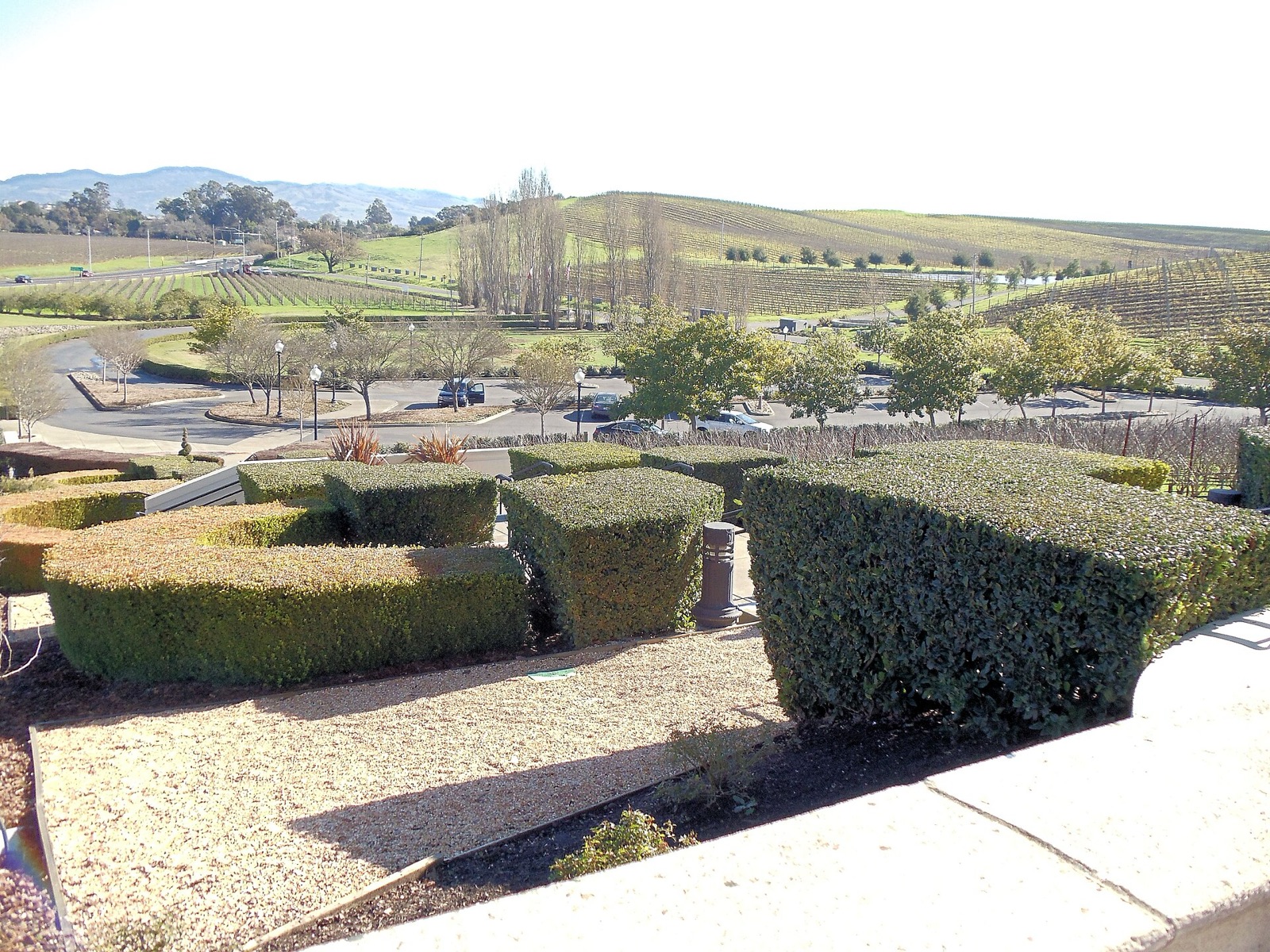Vineyards of Carneros