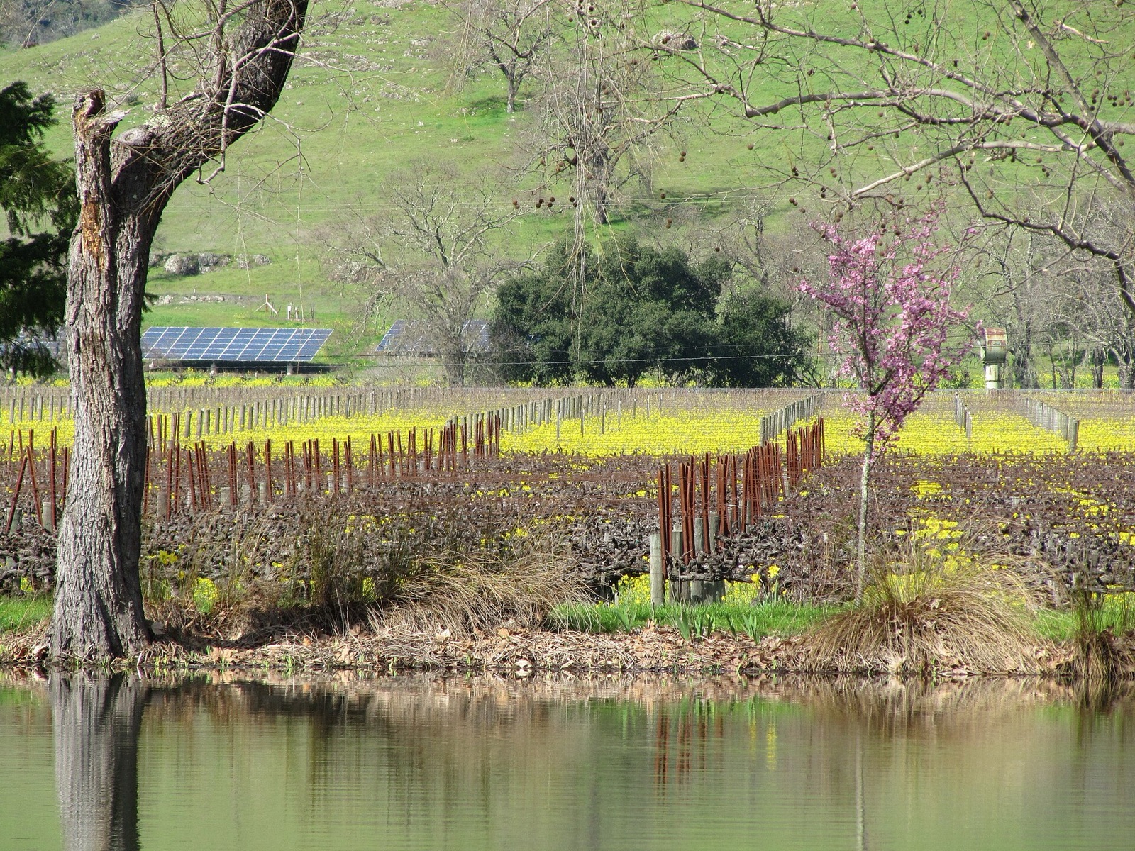 Vineyards of Napa Valley