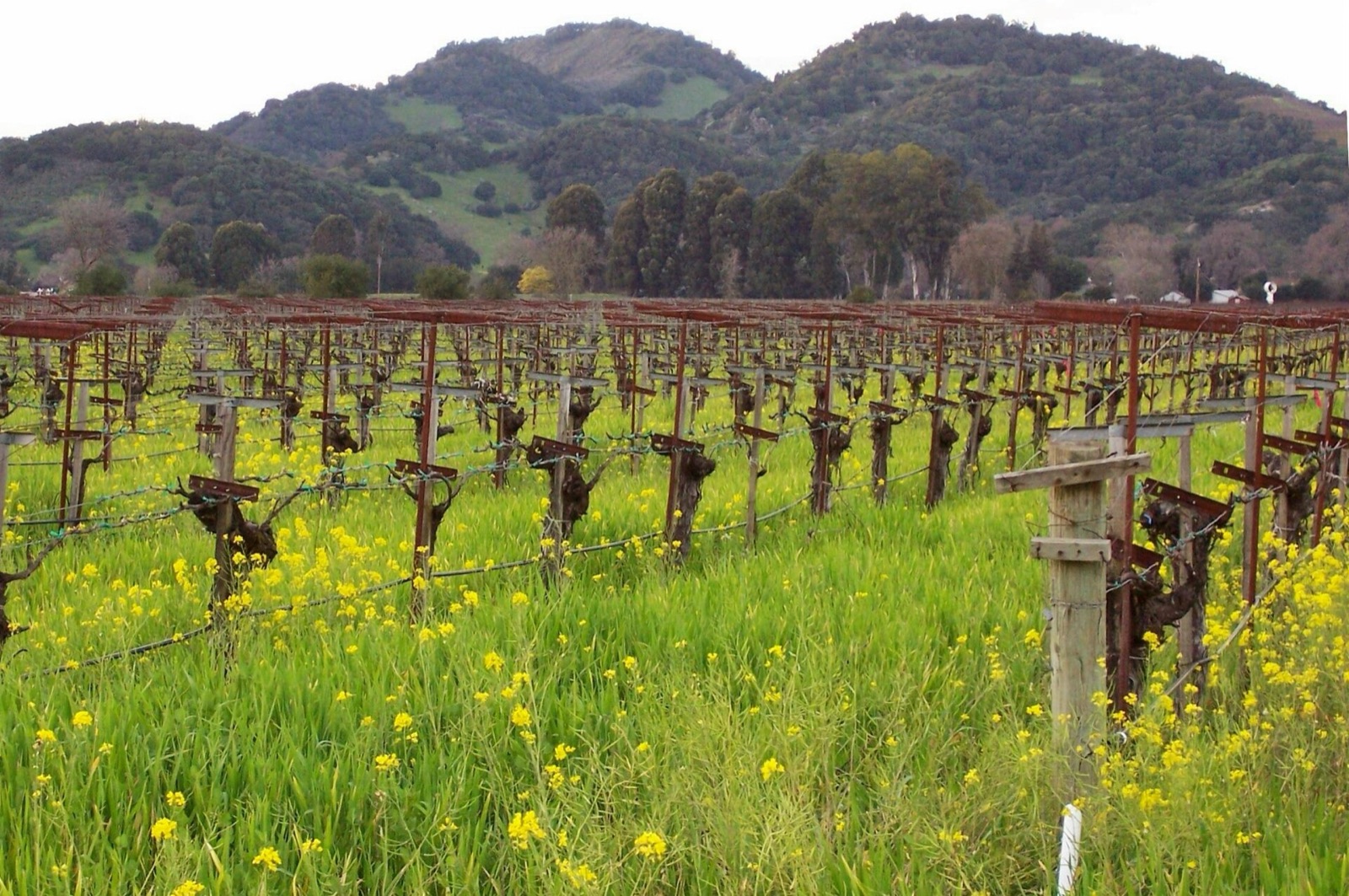 Vineyards of Napa Valley