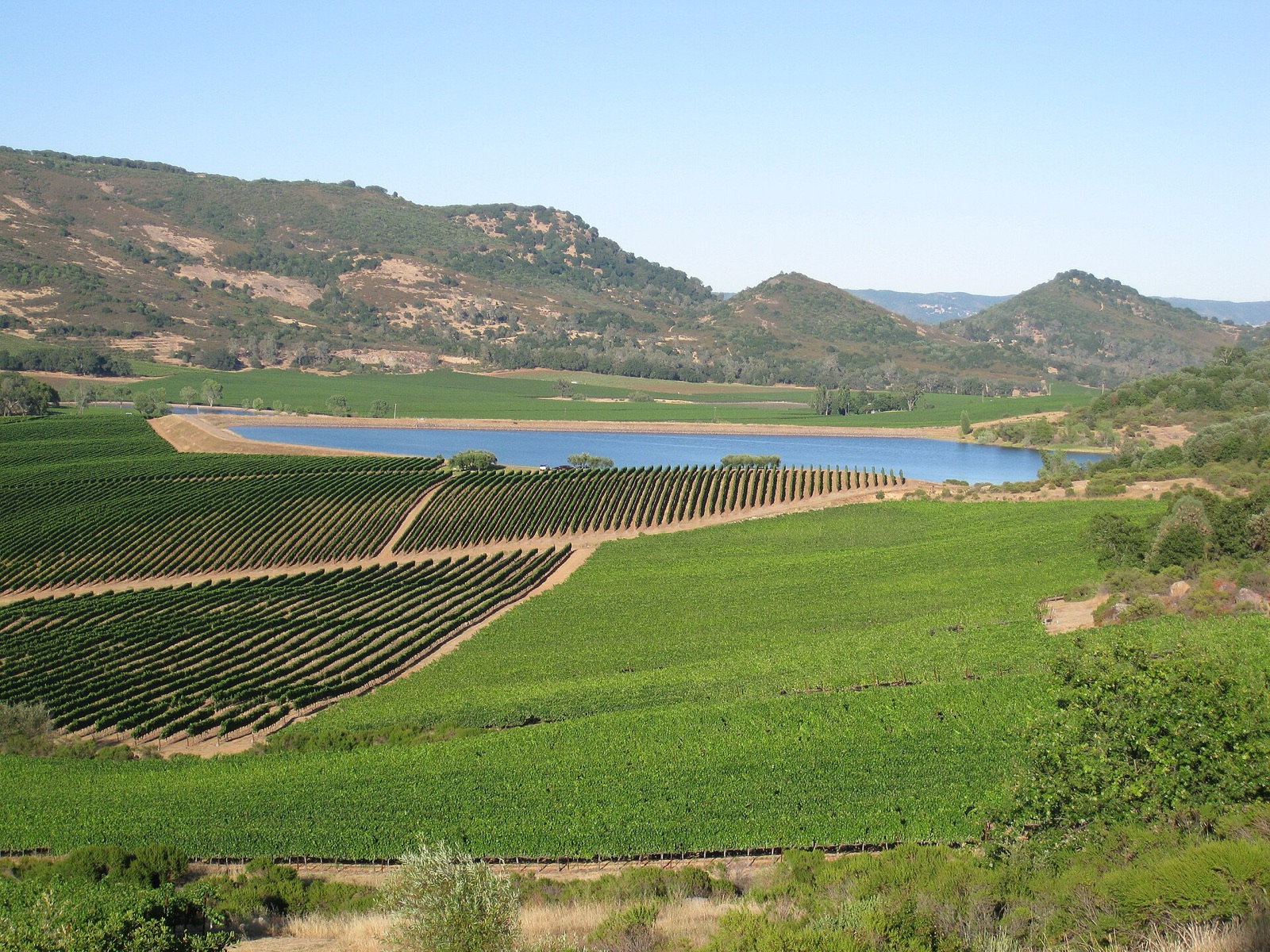 Vineyards of Napa Valley