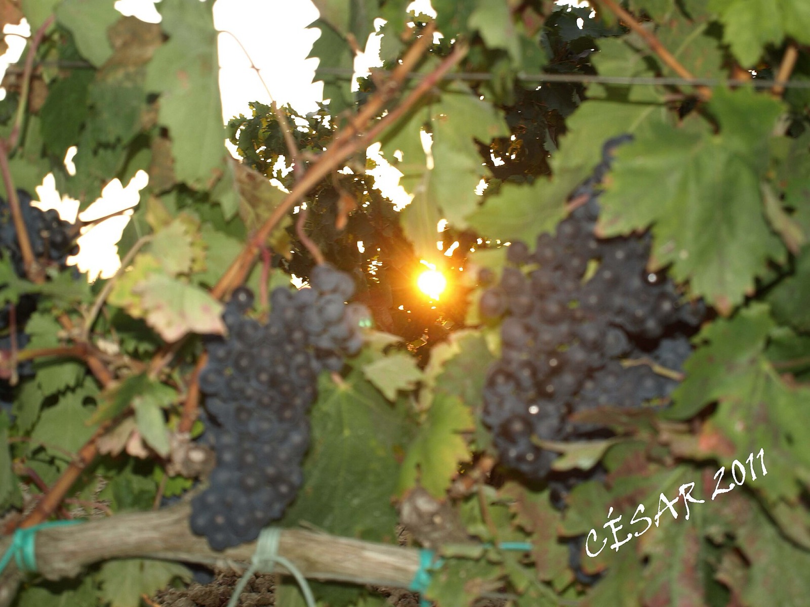 Vineyards of Rioja