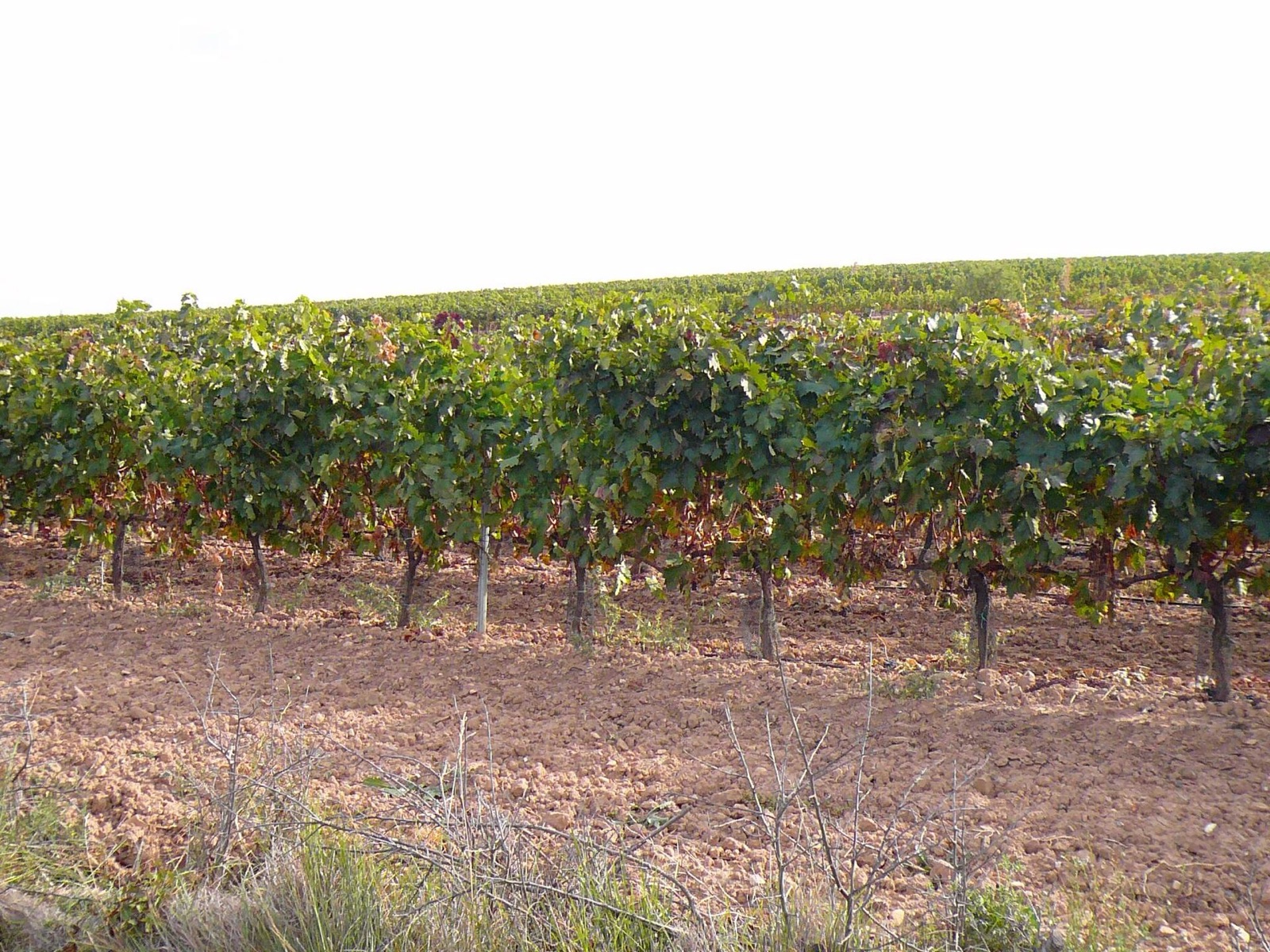 Vineyards of Rioja