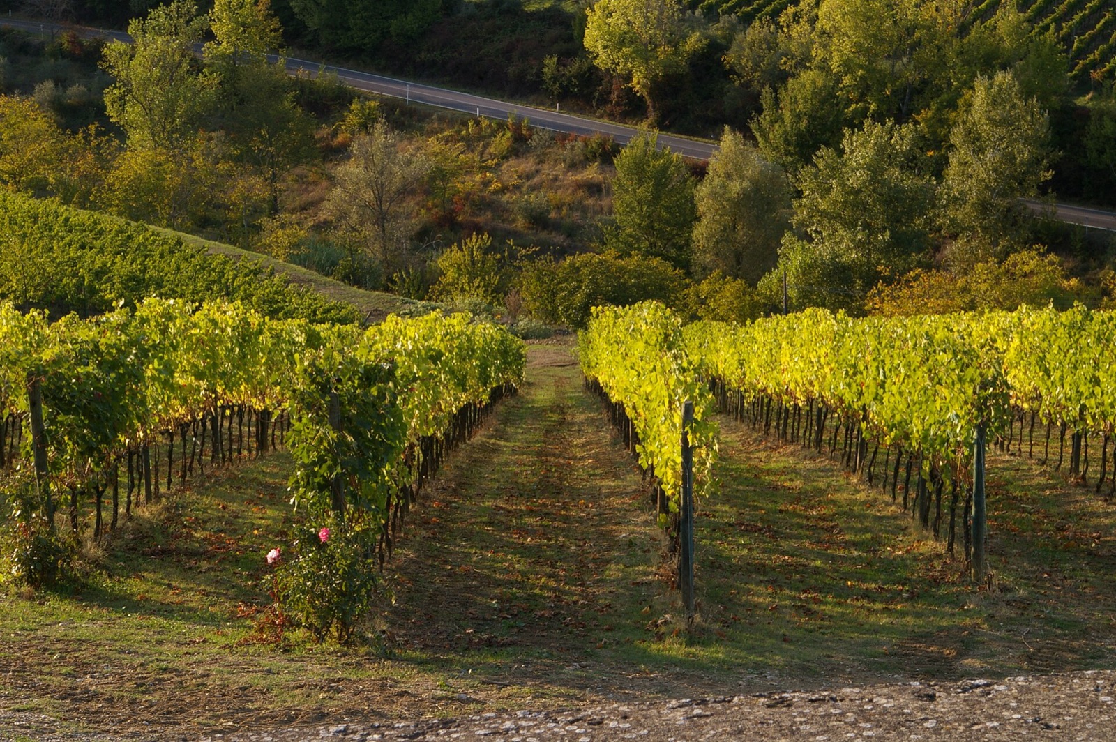 Vineyards of Tuscany