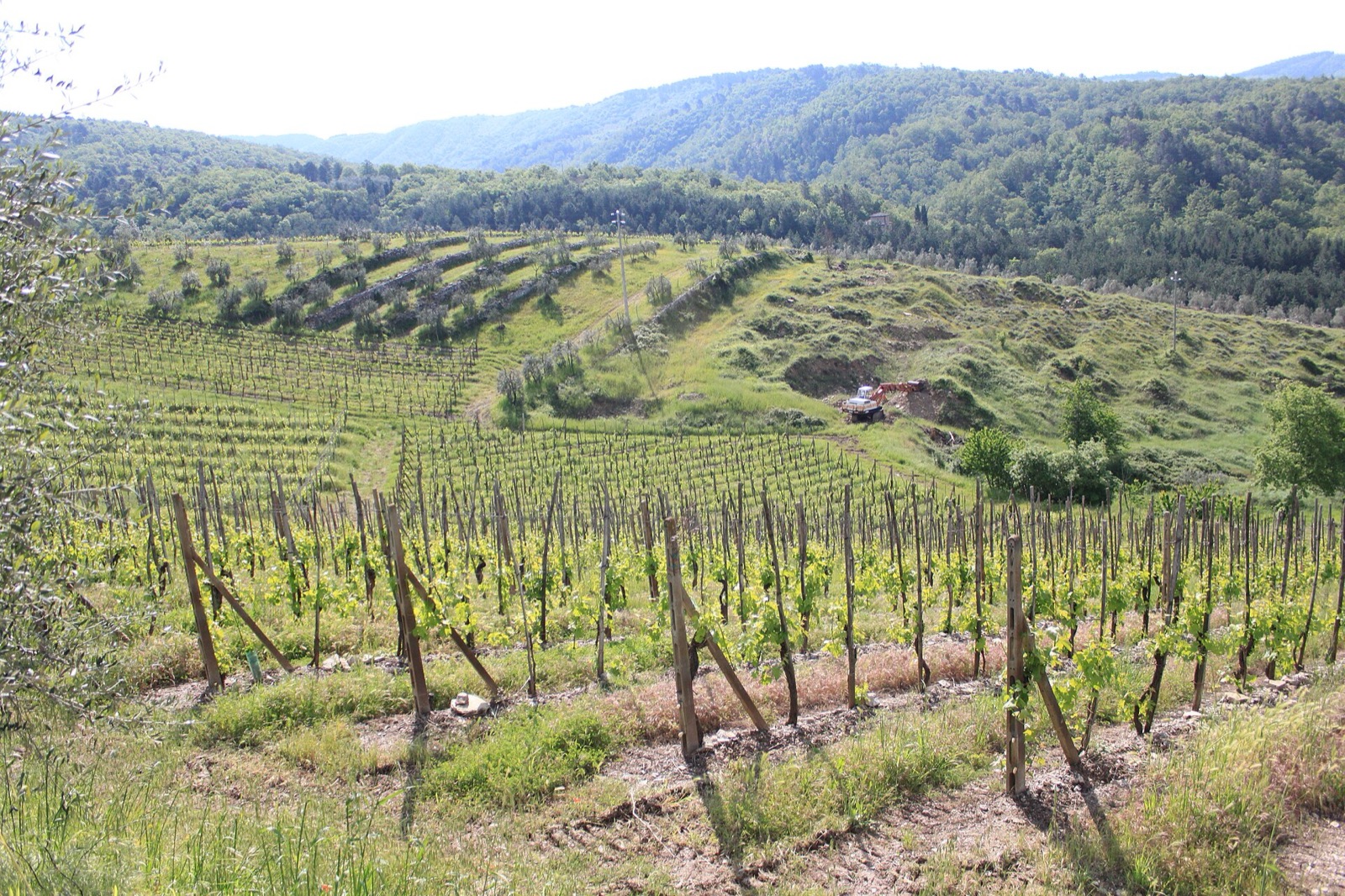 Vineyards of Tuscany