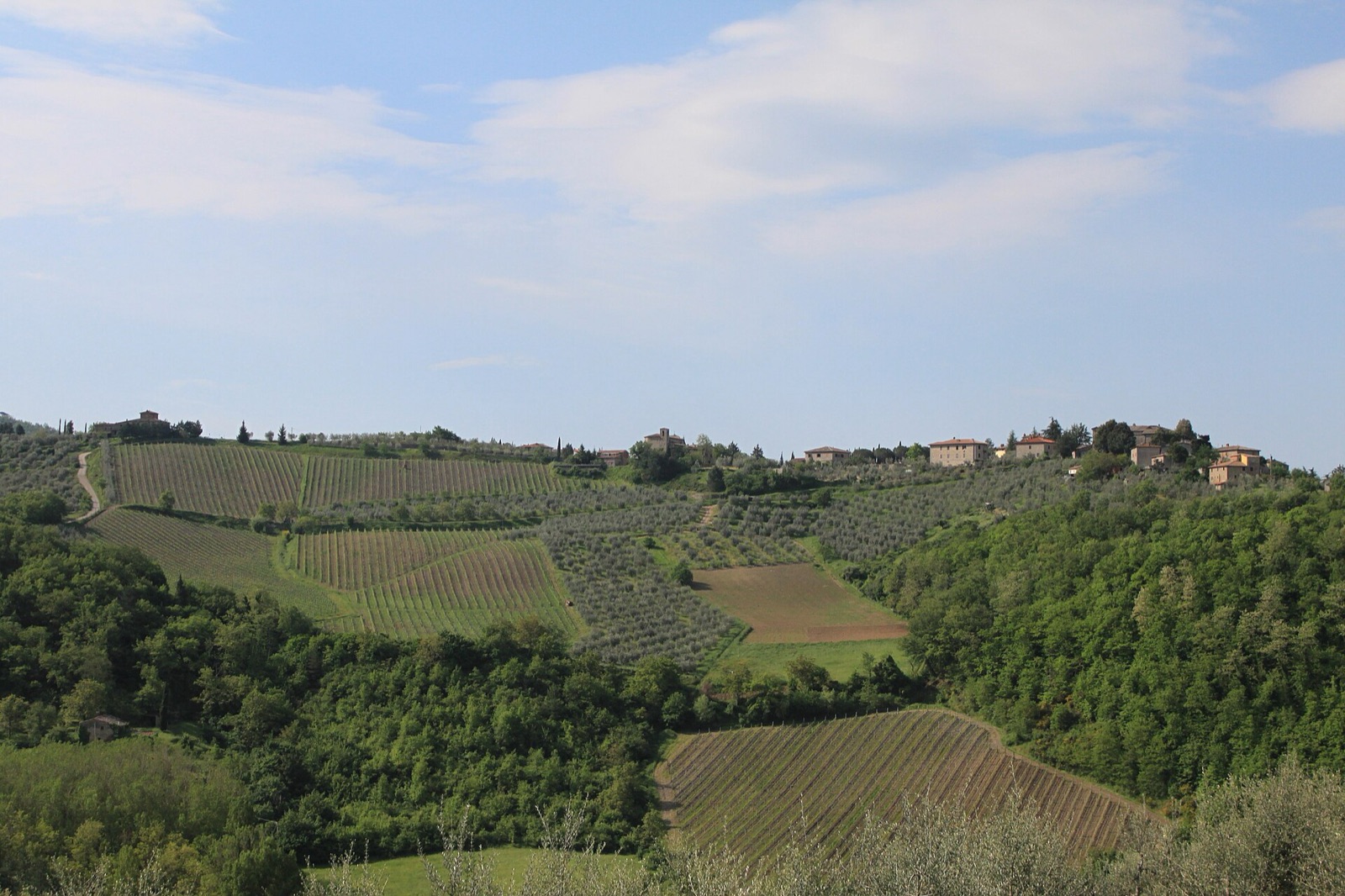 Vineyards of Tuscany