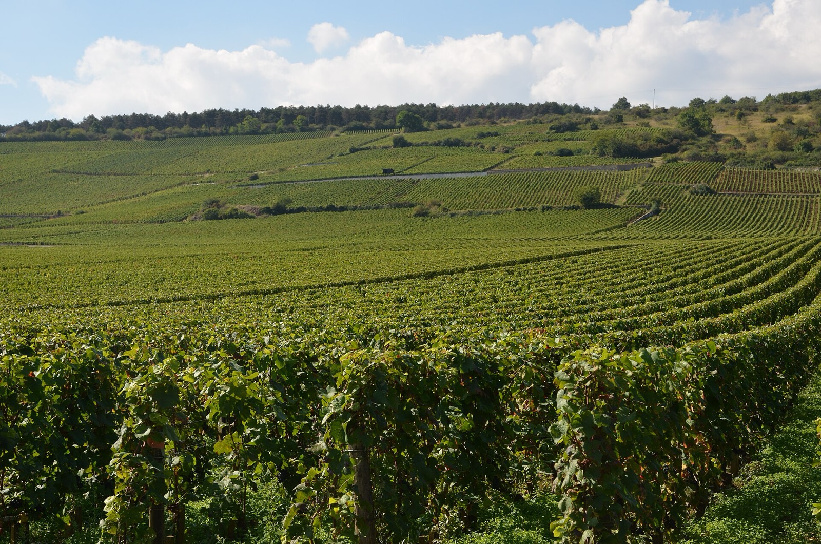 La Tâche, Vosne-Romanée