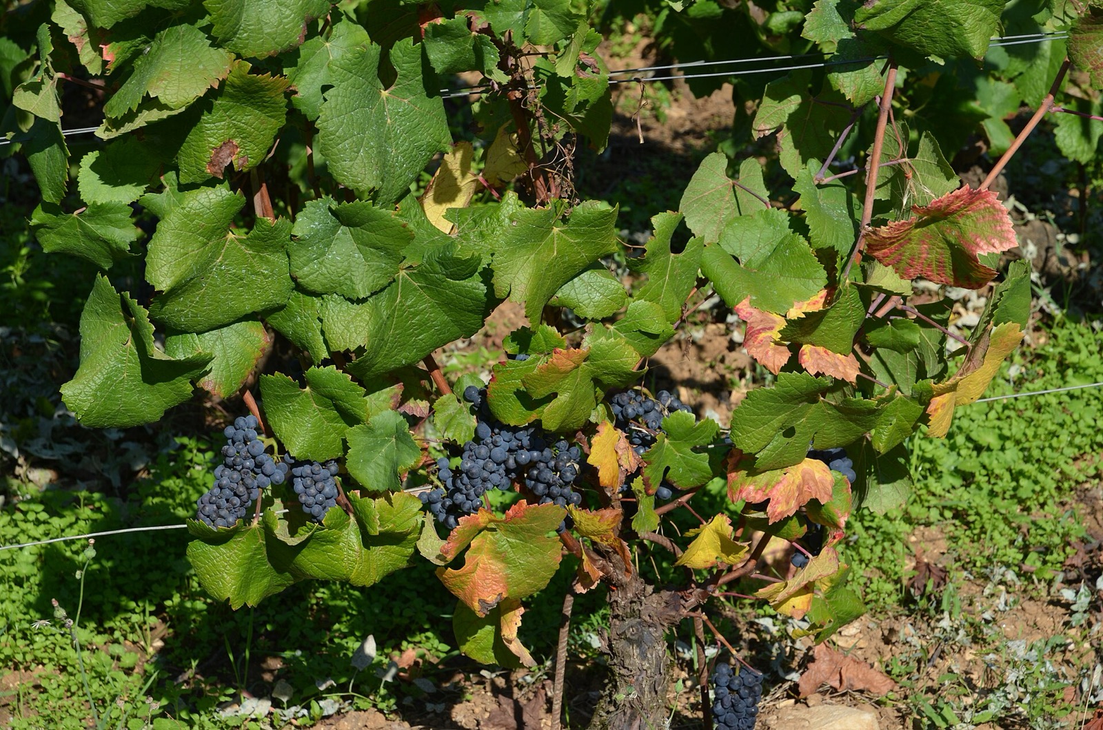 La Tâche, Vosne-Romanée
