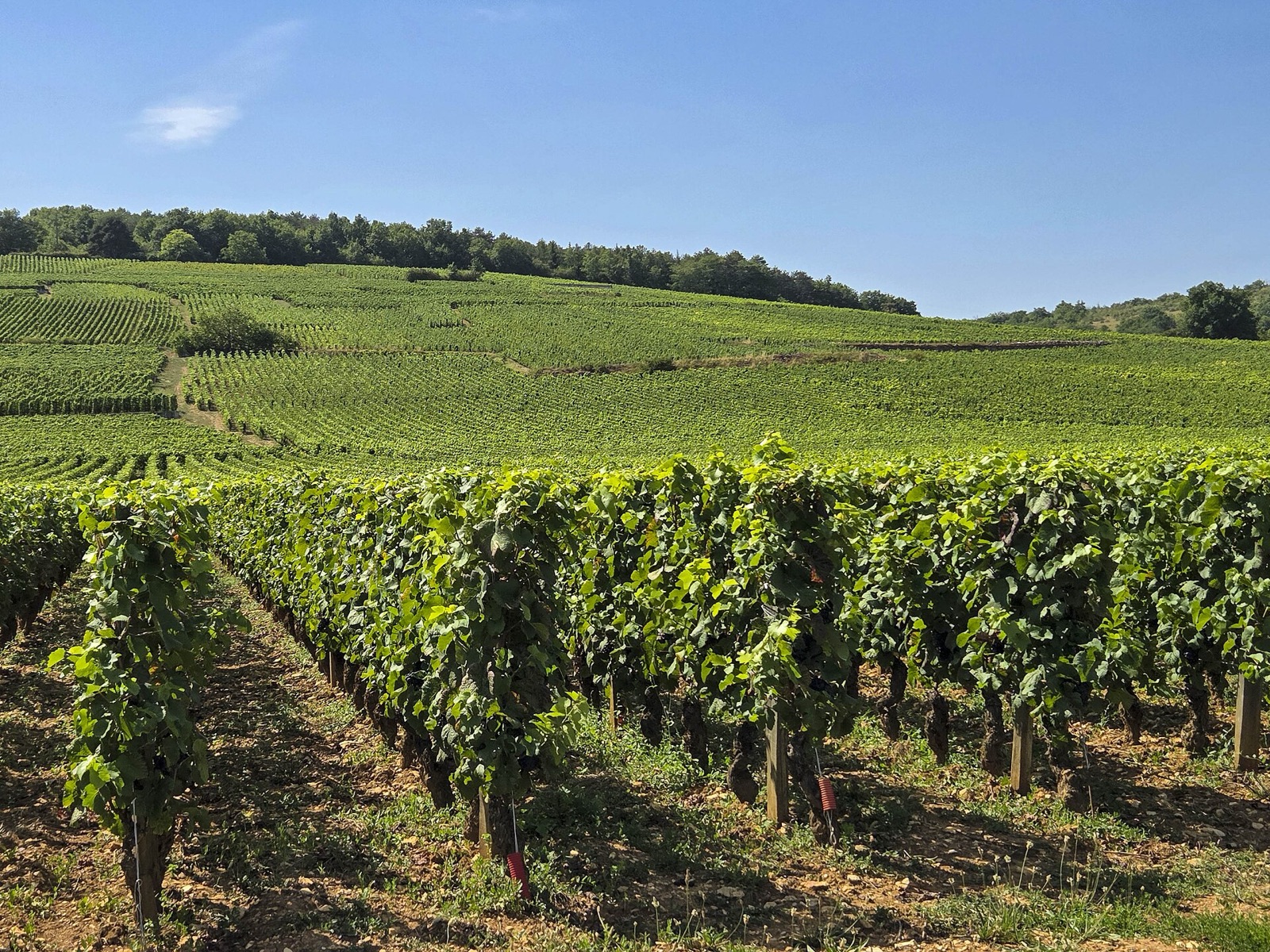 The Romanée-Conti vineyard and its cross