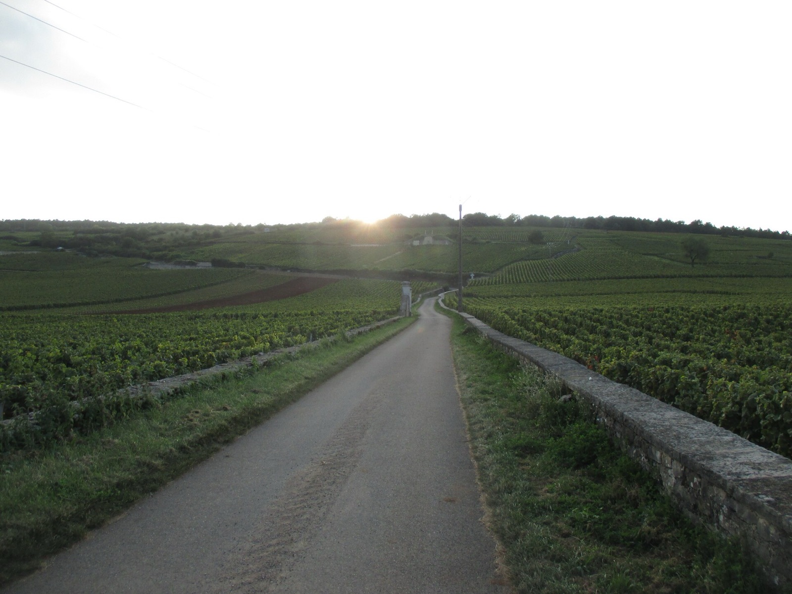 The Romanée-Conti vineyard and its cross
