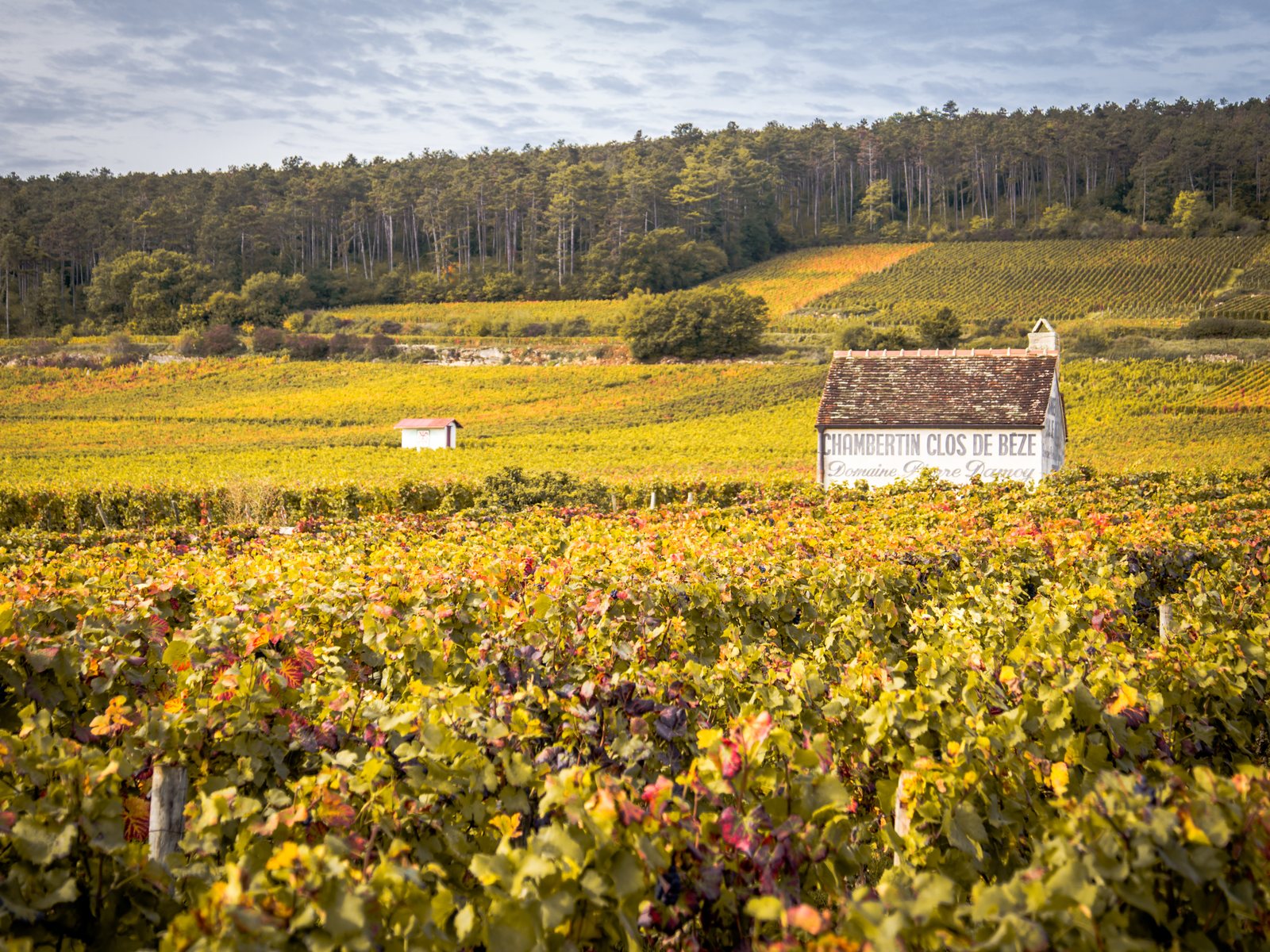 Le Clos de Bèze, Côte de Nuits, Burgundy, in autumn