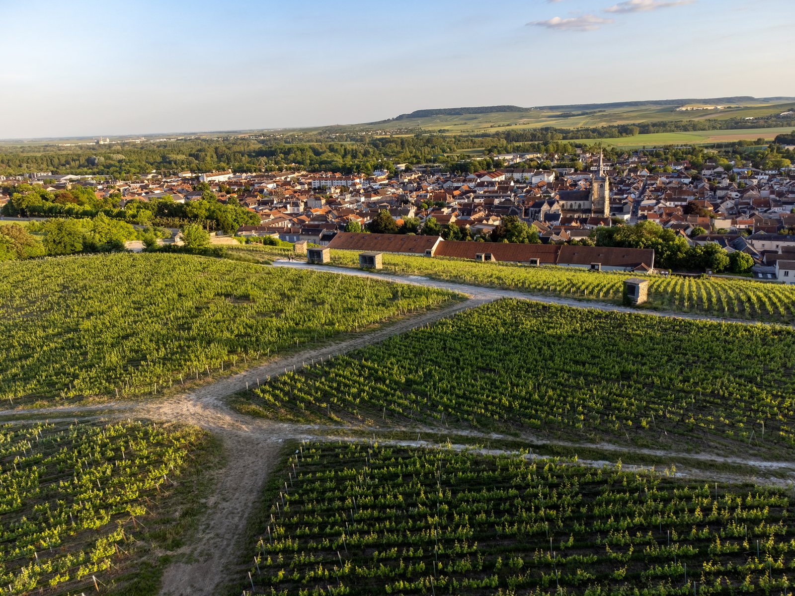 Old grand cru Champagne vineyards near the village of Aÿ, Vallée de la Marne, France