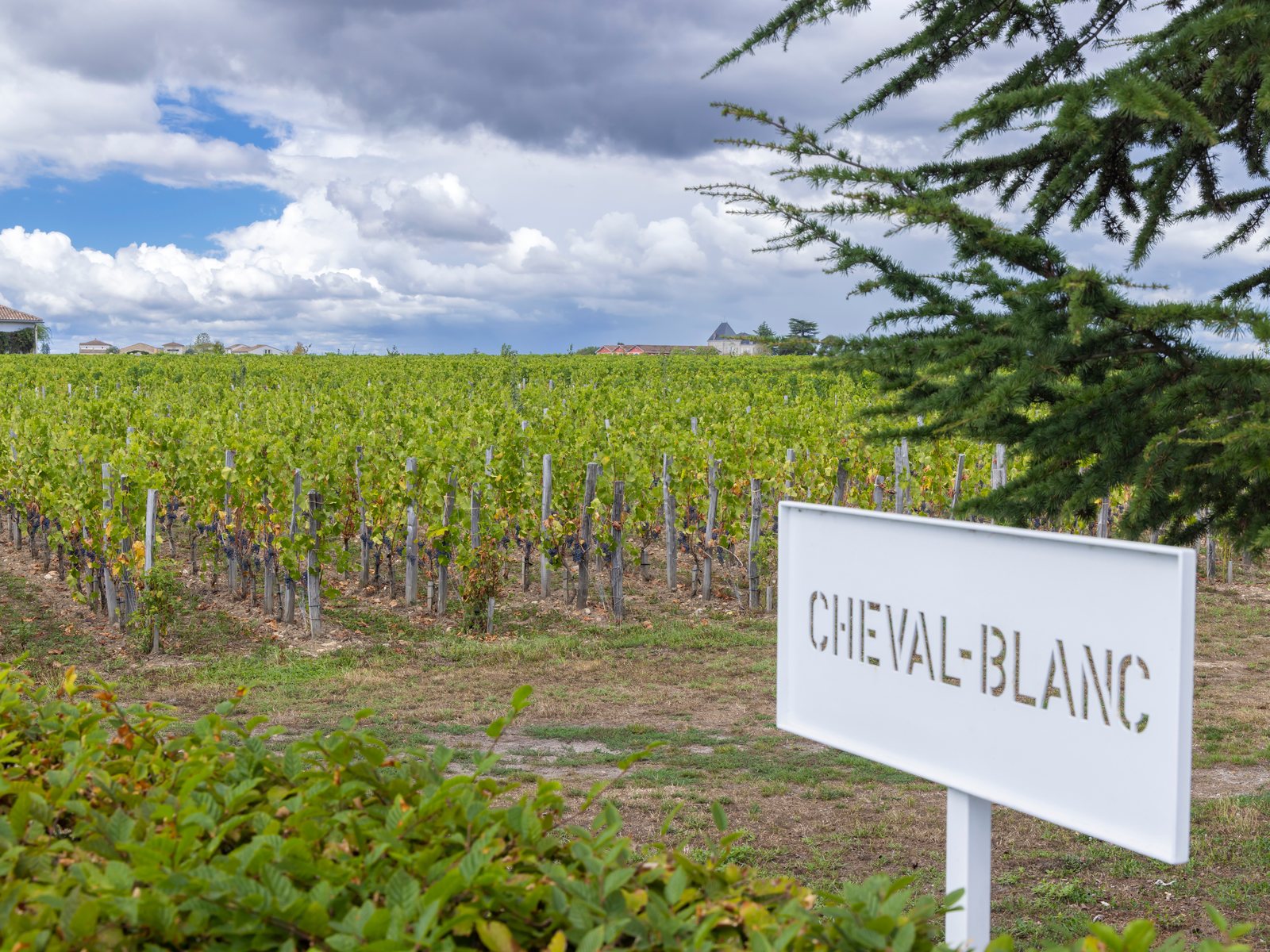 Vineyards (Premier Grand Cru Classé A) near Château Cheval Blanc, Saint-Émilion, France