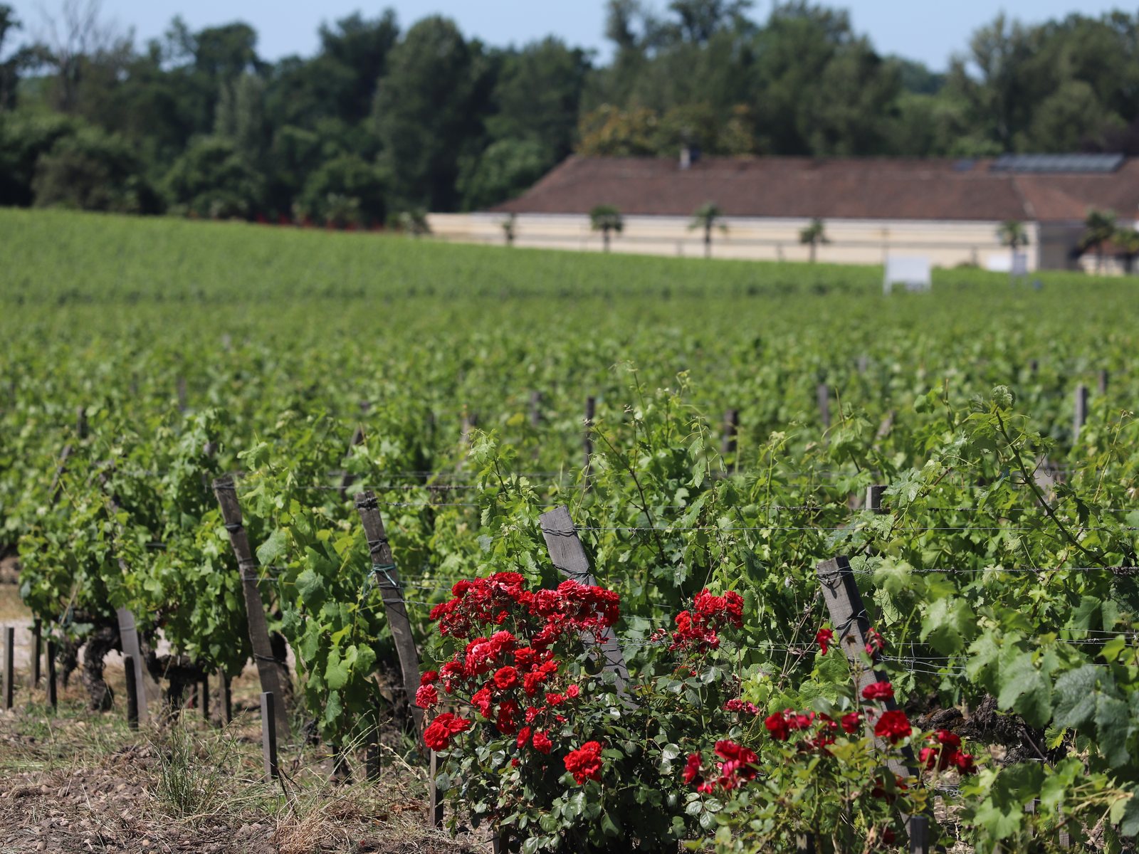 Vineyard landscape in Pessac-Léognan, Graves, Bordeaux