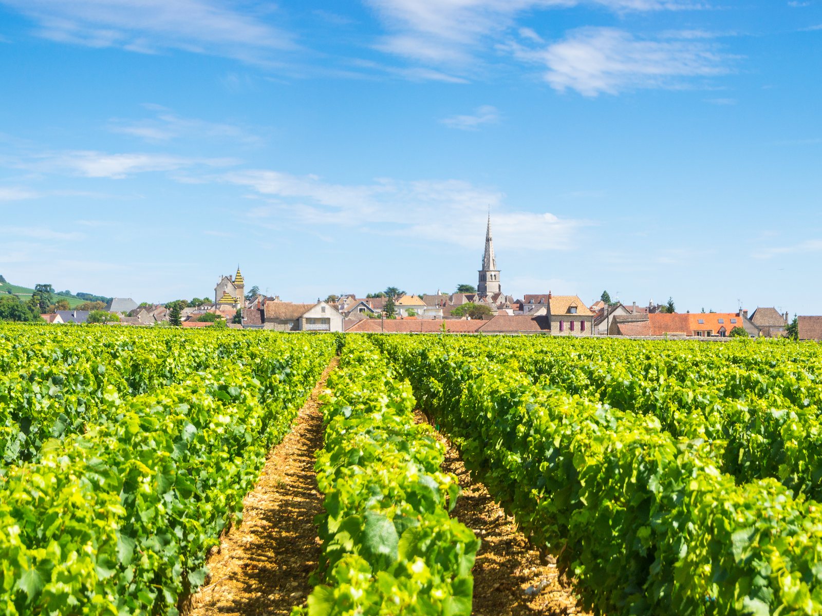Vineyards with the village of Meursault, France