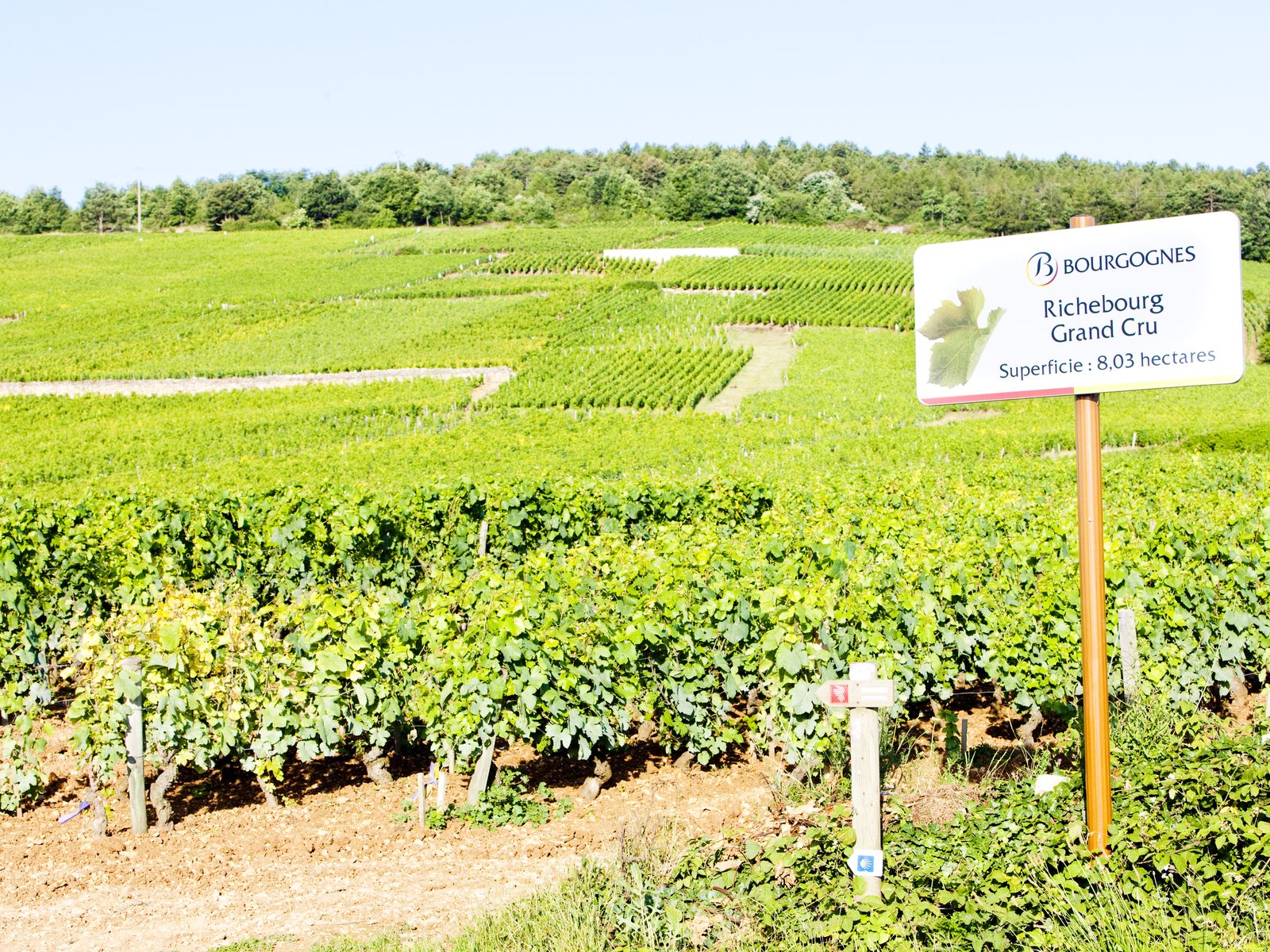 Grand cru vineyards of Richebourg, Burgundy, France
