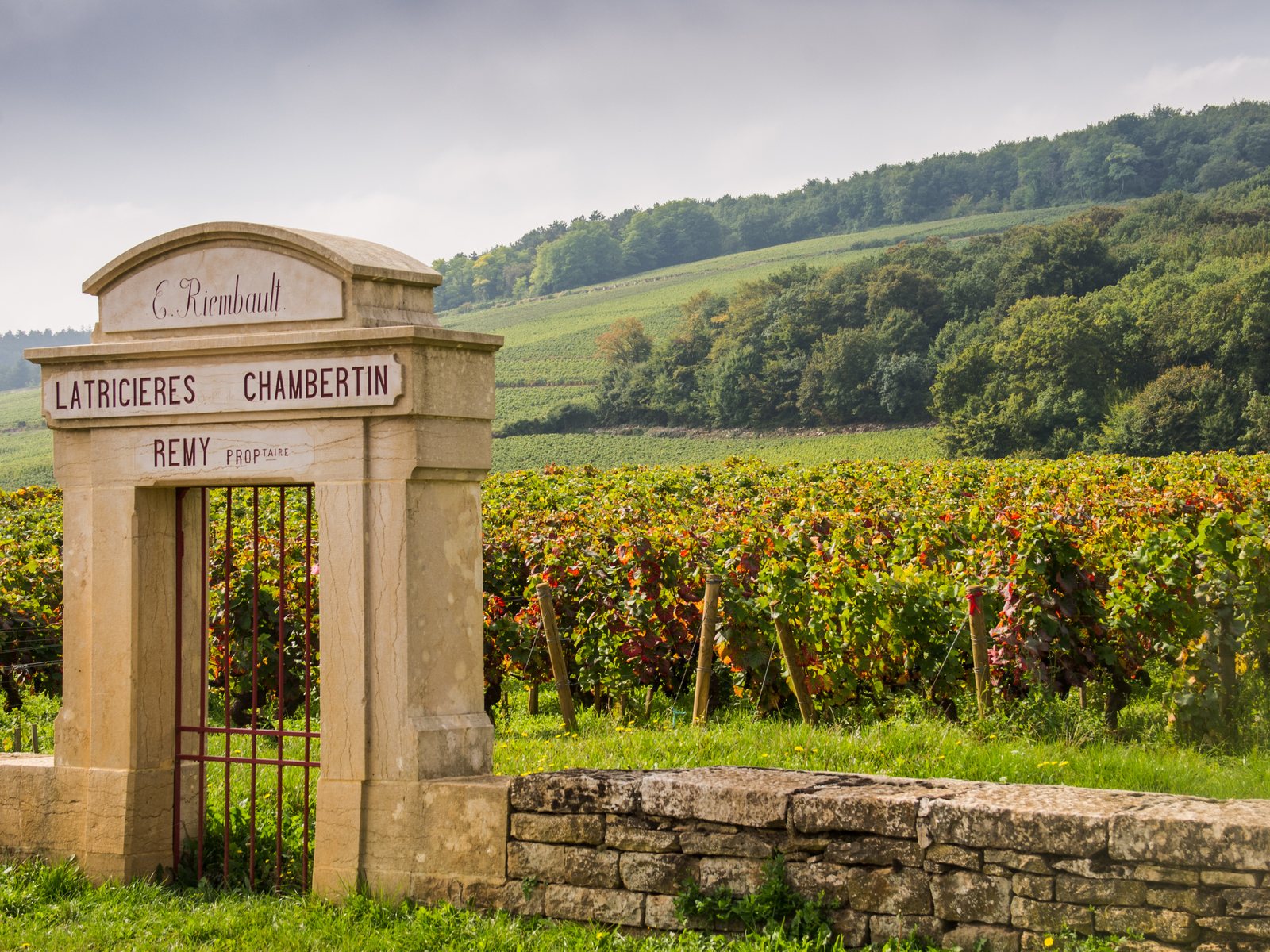 Chambertin vineyard, Gevrey-Chambertin, Burgundy, France