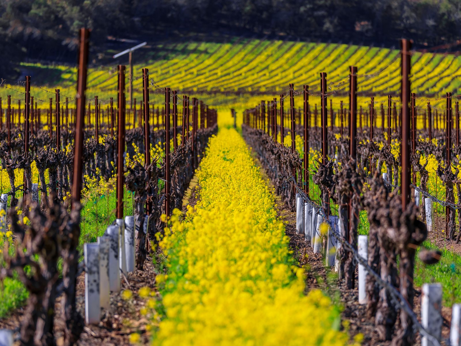 Mustard flowers blooming between grape vines at a vineyard in spring in Yountville, Napa Valley, California