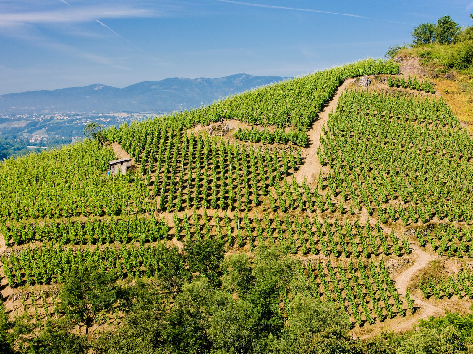 Grand cru vineyard, Côte-Rôtie, Rhône, France