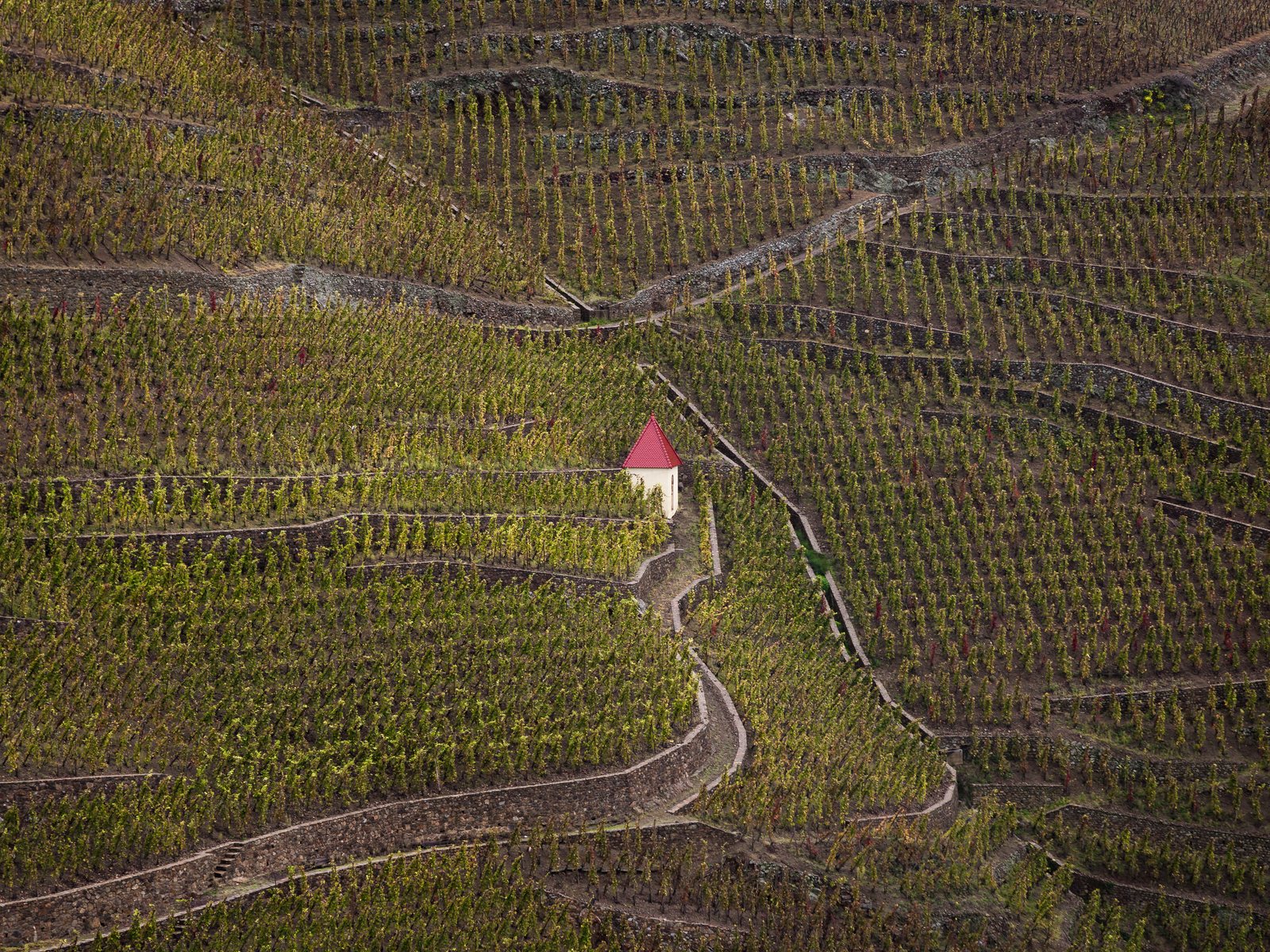 Vineyards in Ampuis, Côte-Rôtie, northern Rhône Valley