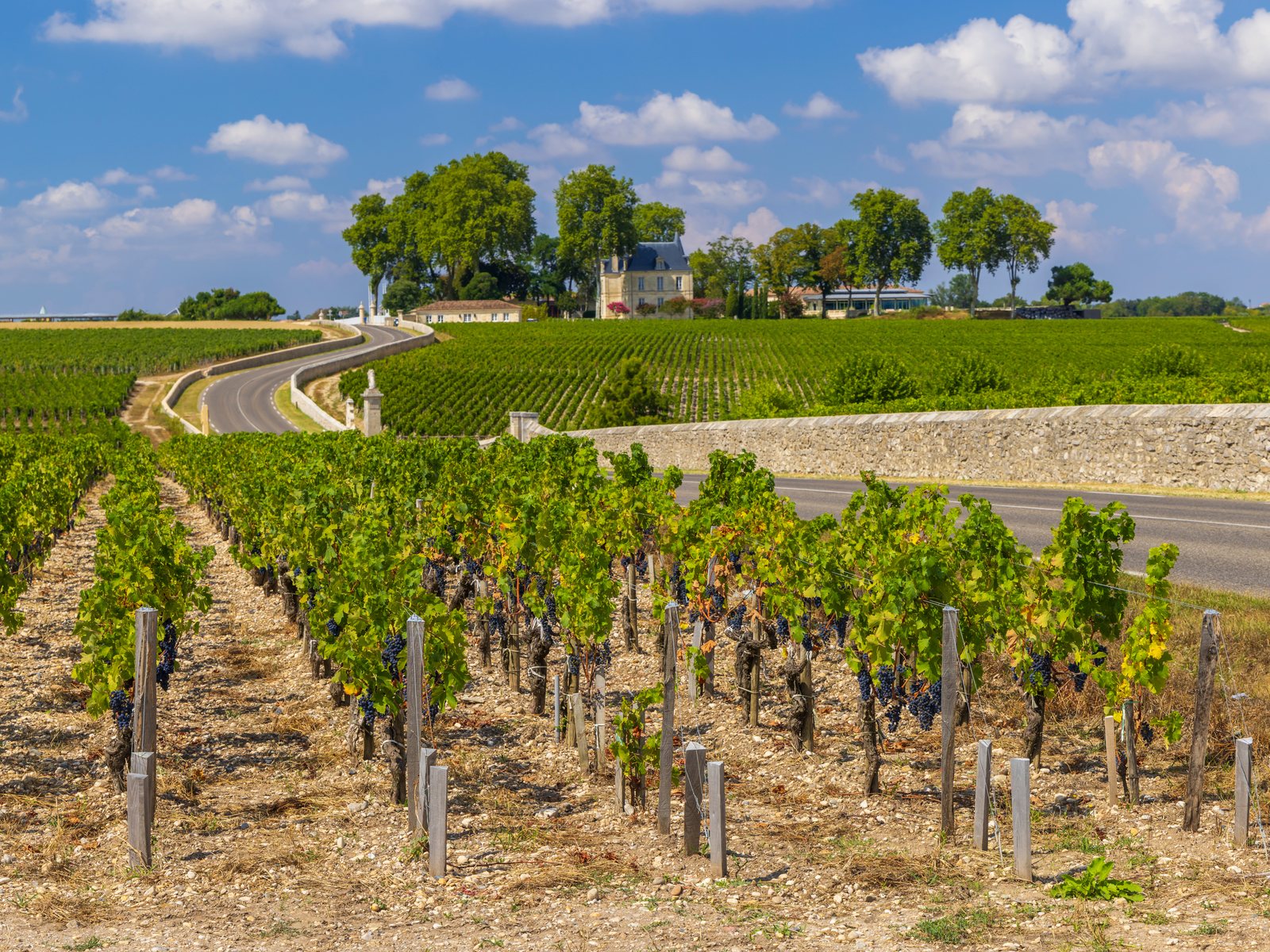 Vineyards near Château Latour, Bordeaux, France