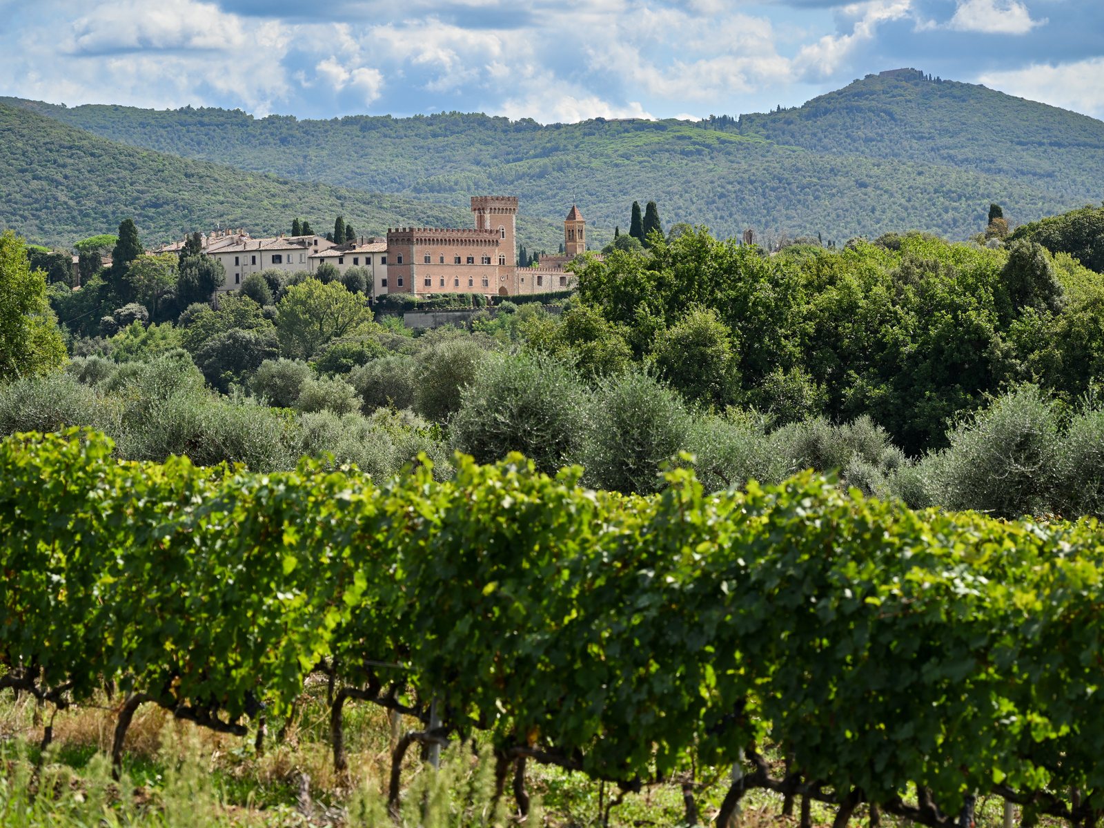 Bolgheri Cabernet Sauvignon vineyards in Tuscany, home of Sassicaia and Ornellaia
