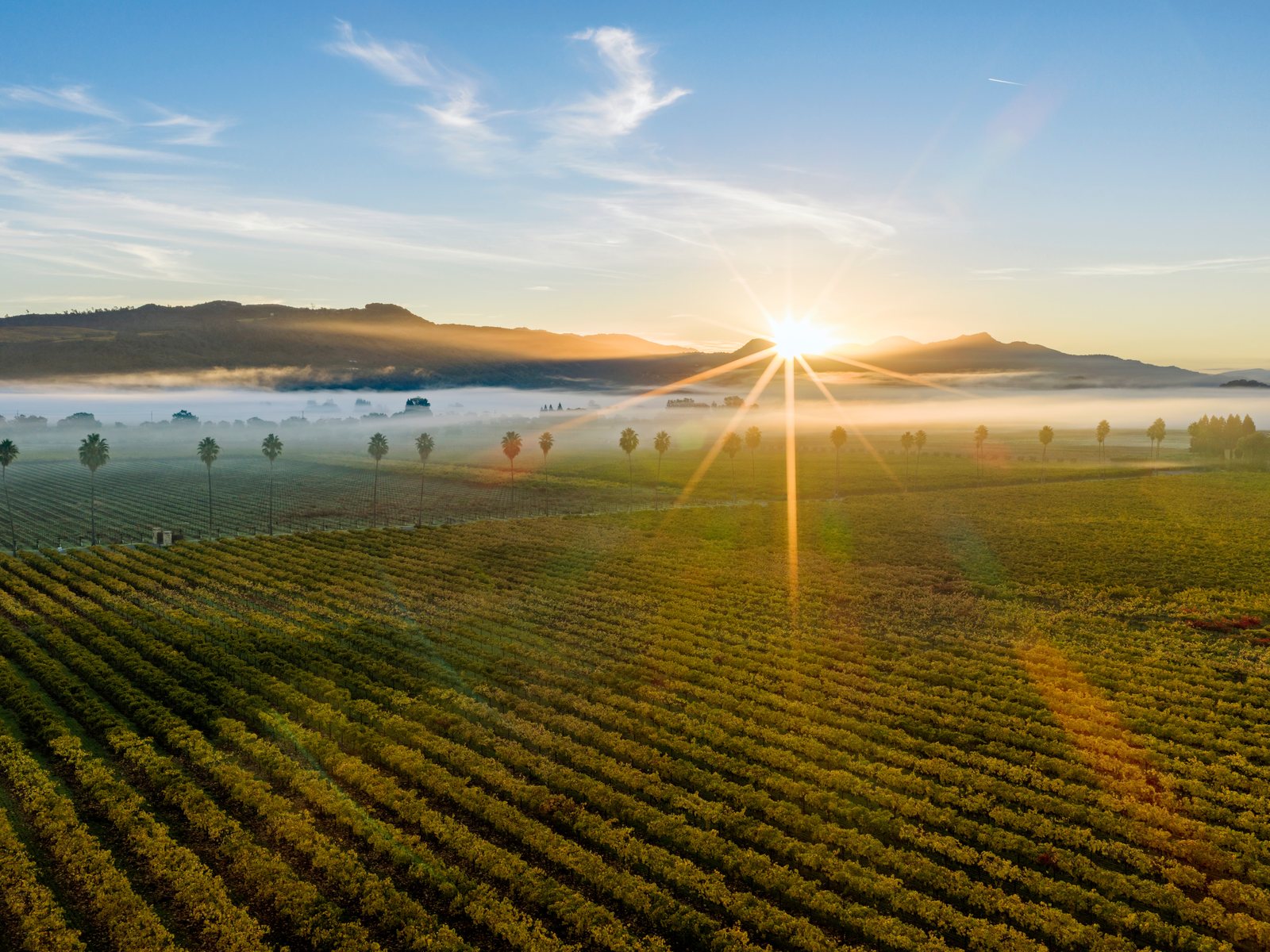 Aerial view of vineyards at sunrise with fog, Rutherford AVA, Napa Valley, California, USA