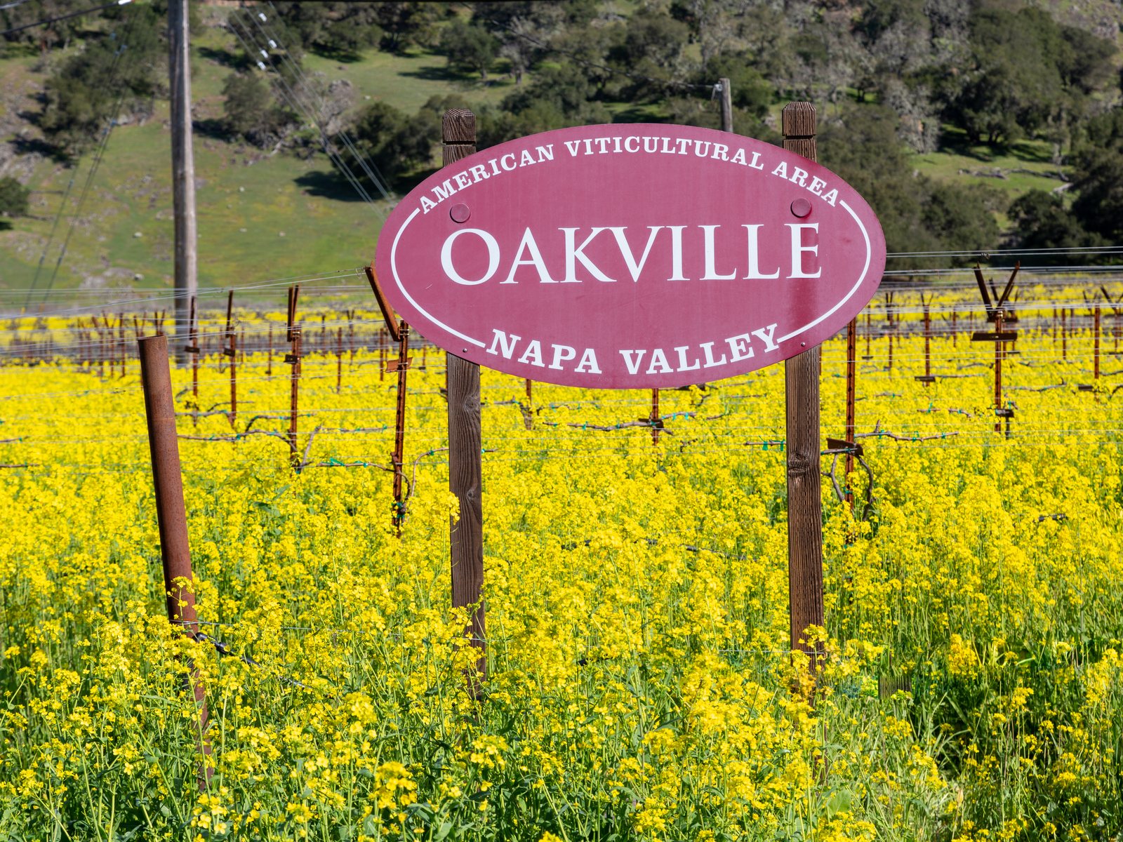 Sign for the Oakville American Viticultural Area in Napa Valley, California, surrounded by mustard flowers